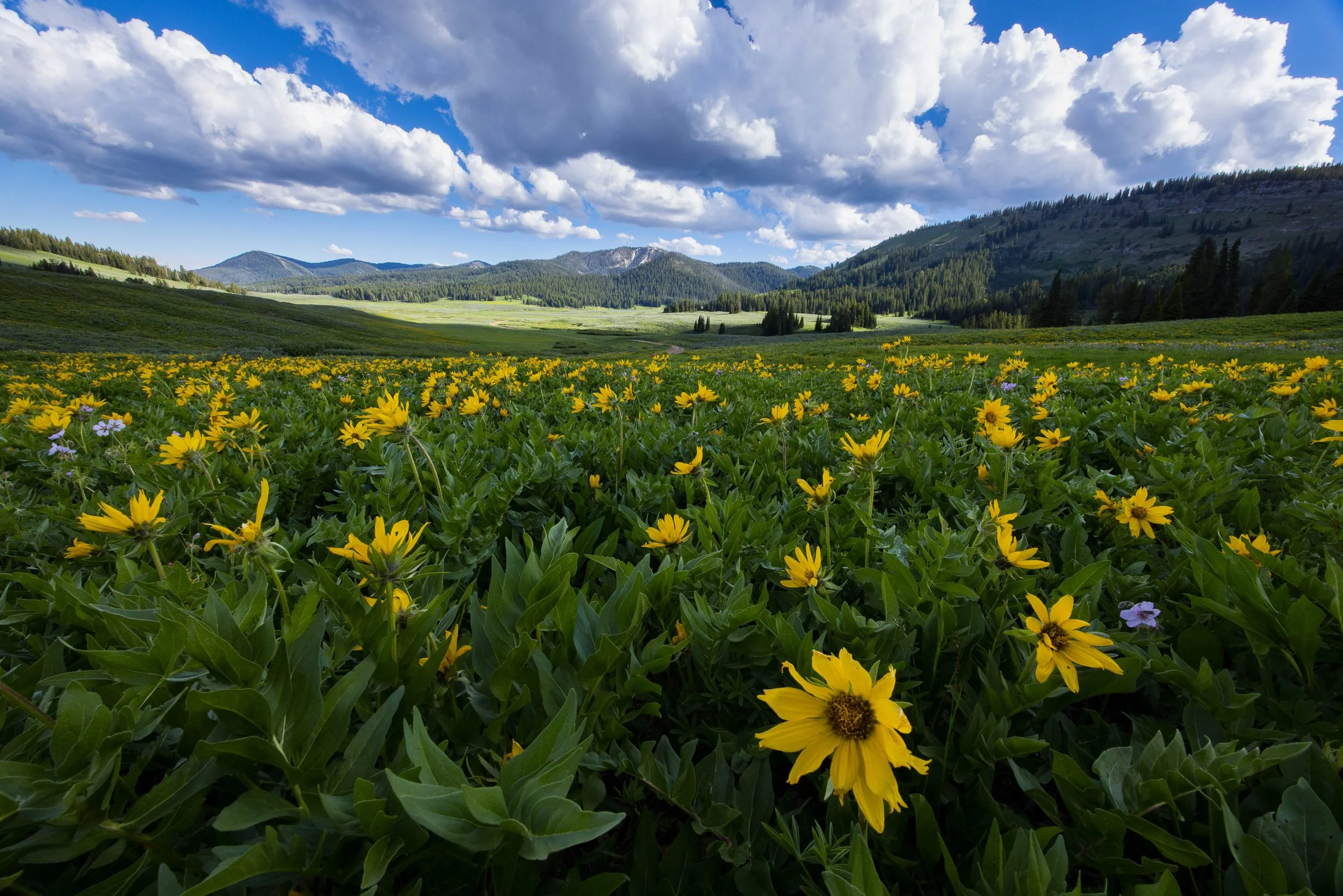 ARS_WY_20240701_9186.jpg