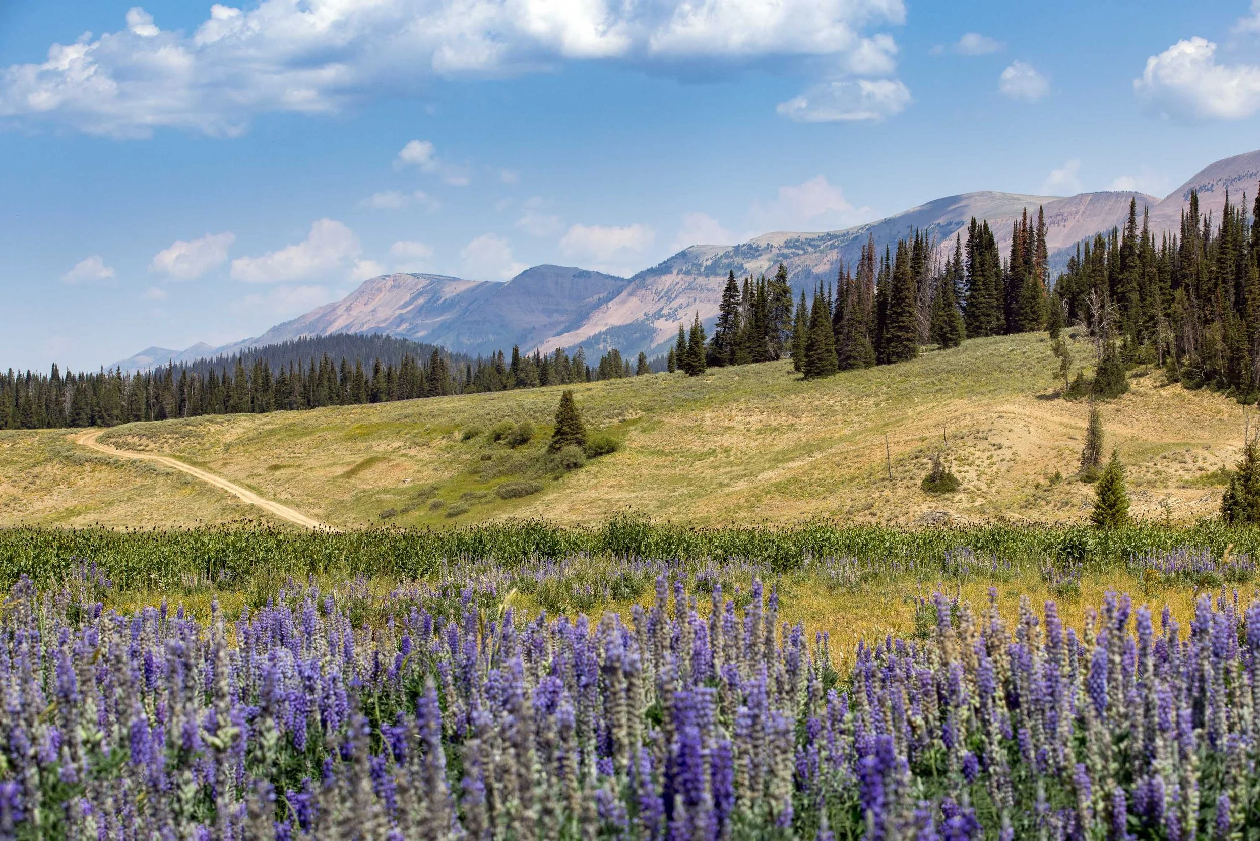 ARS_WY_20220730_0952-Edit.jpg