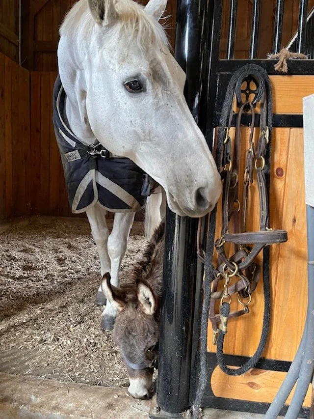 Austin and Jasper.jpeg