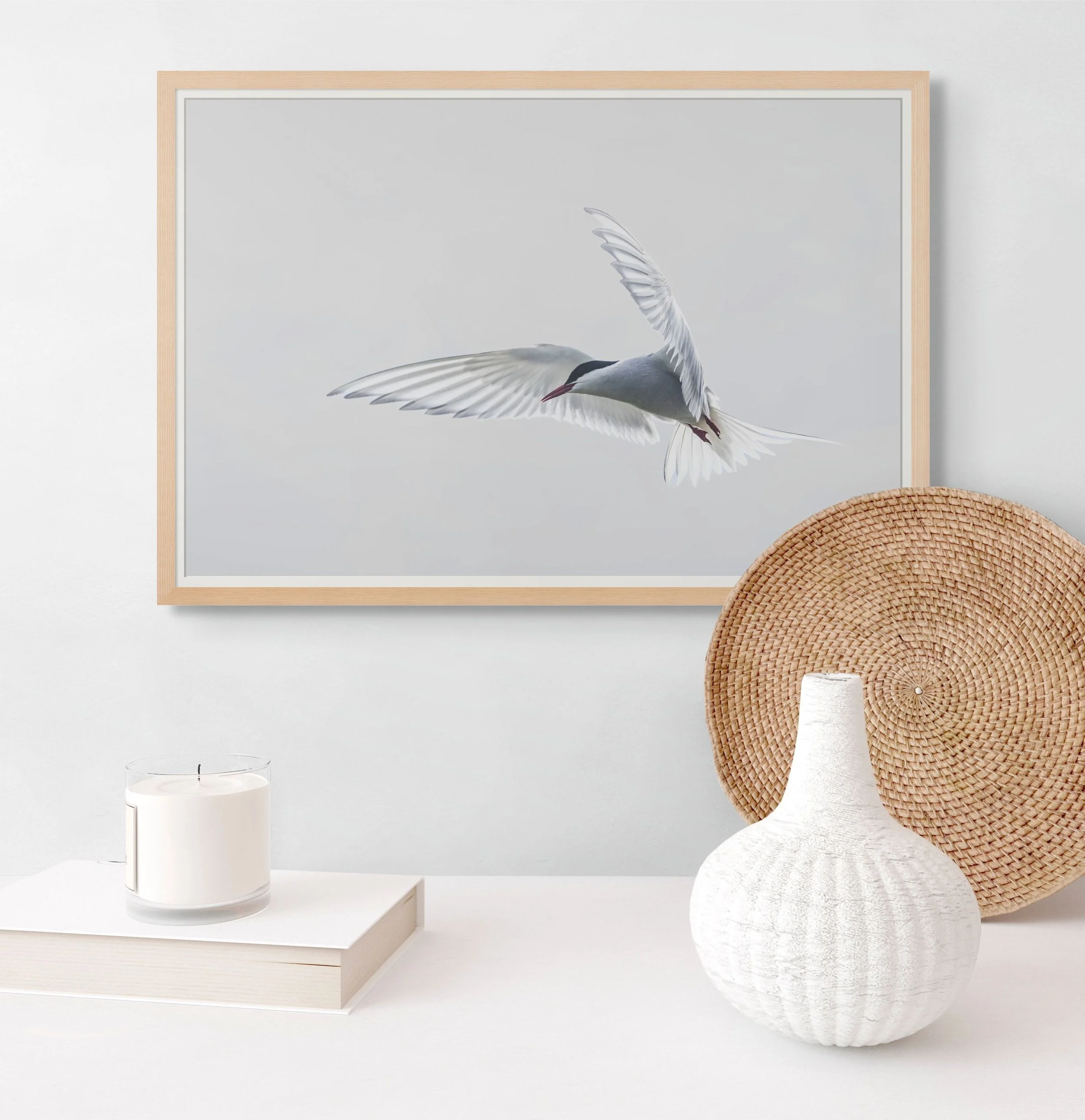 photograph of an Artic Tern in flight in a home setting