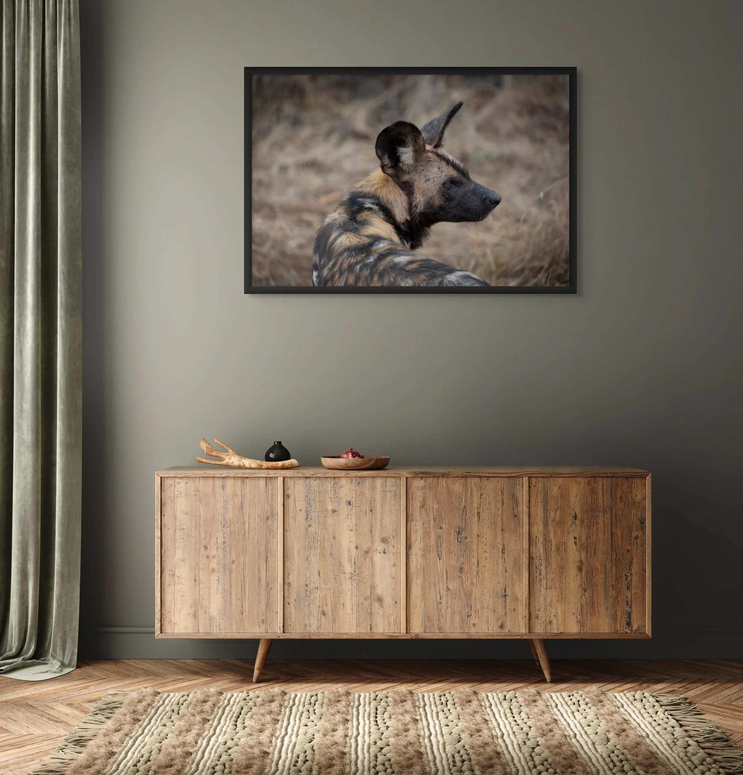 Photograph of wild dog hanging in a sitting room