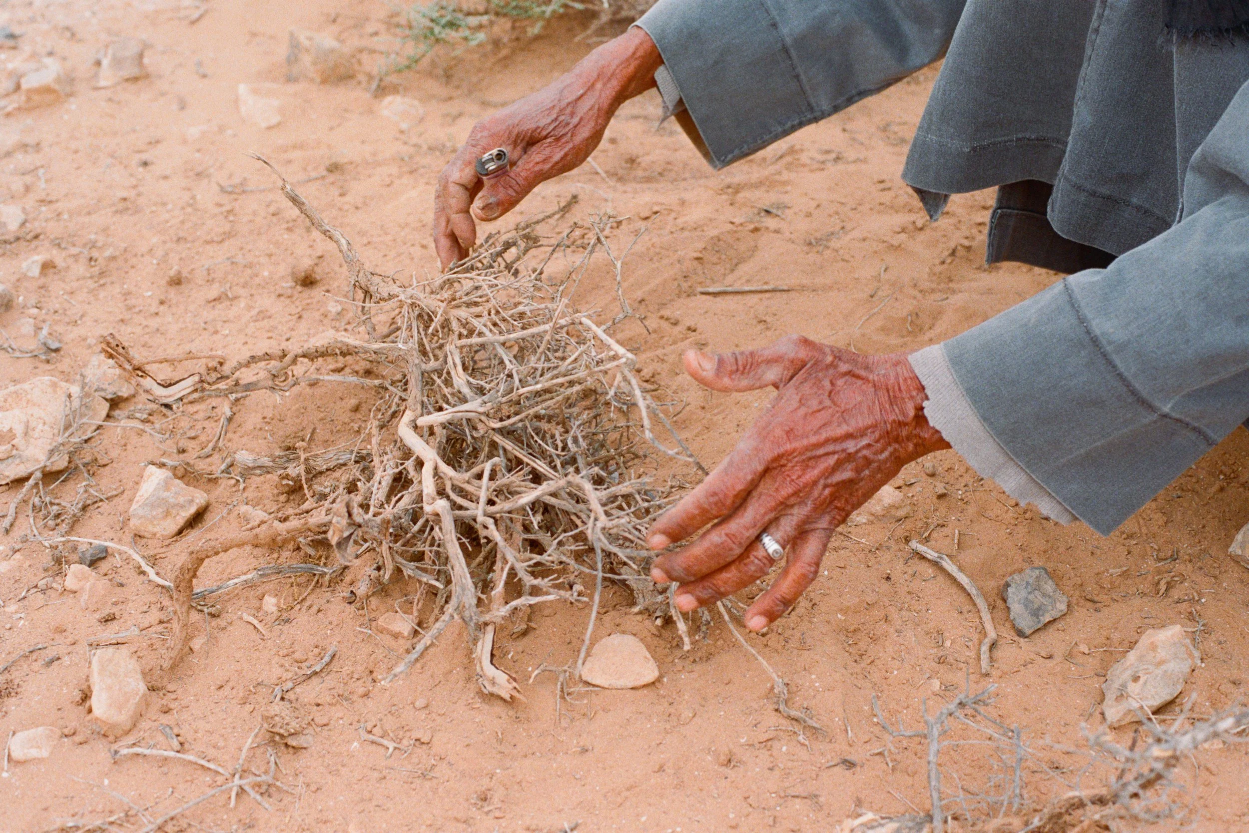 7 - Roots and veins.jpg