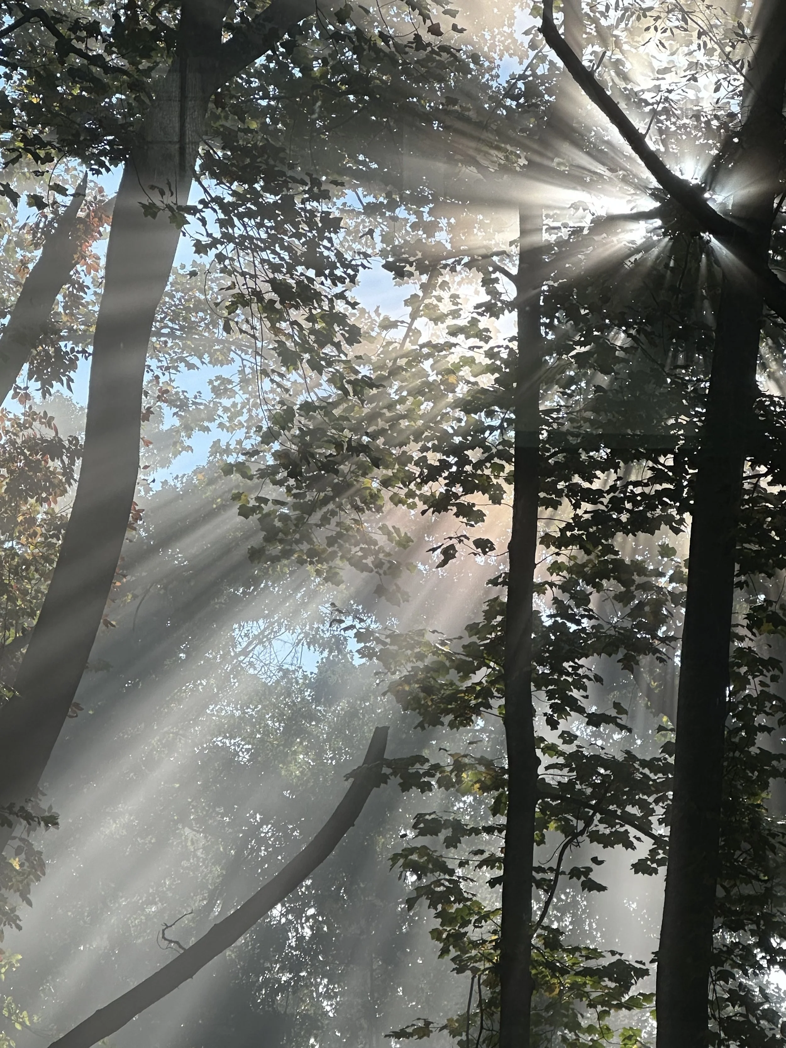 Light thru trees.jpeg