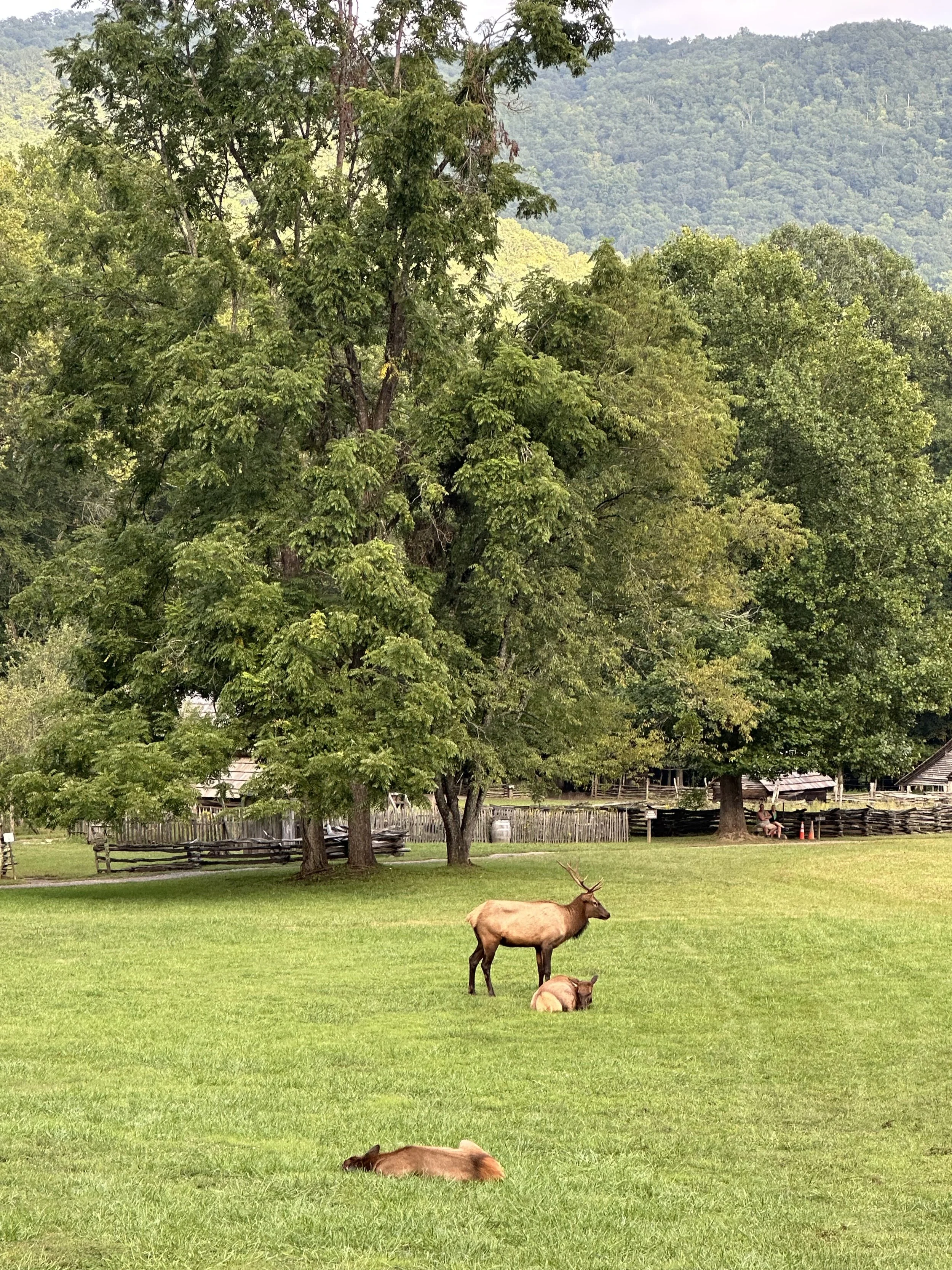 deer NC.jpeg