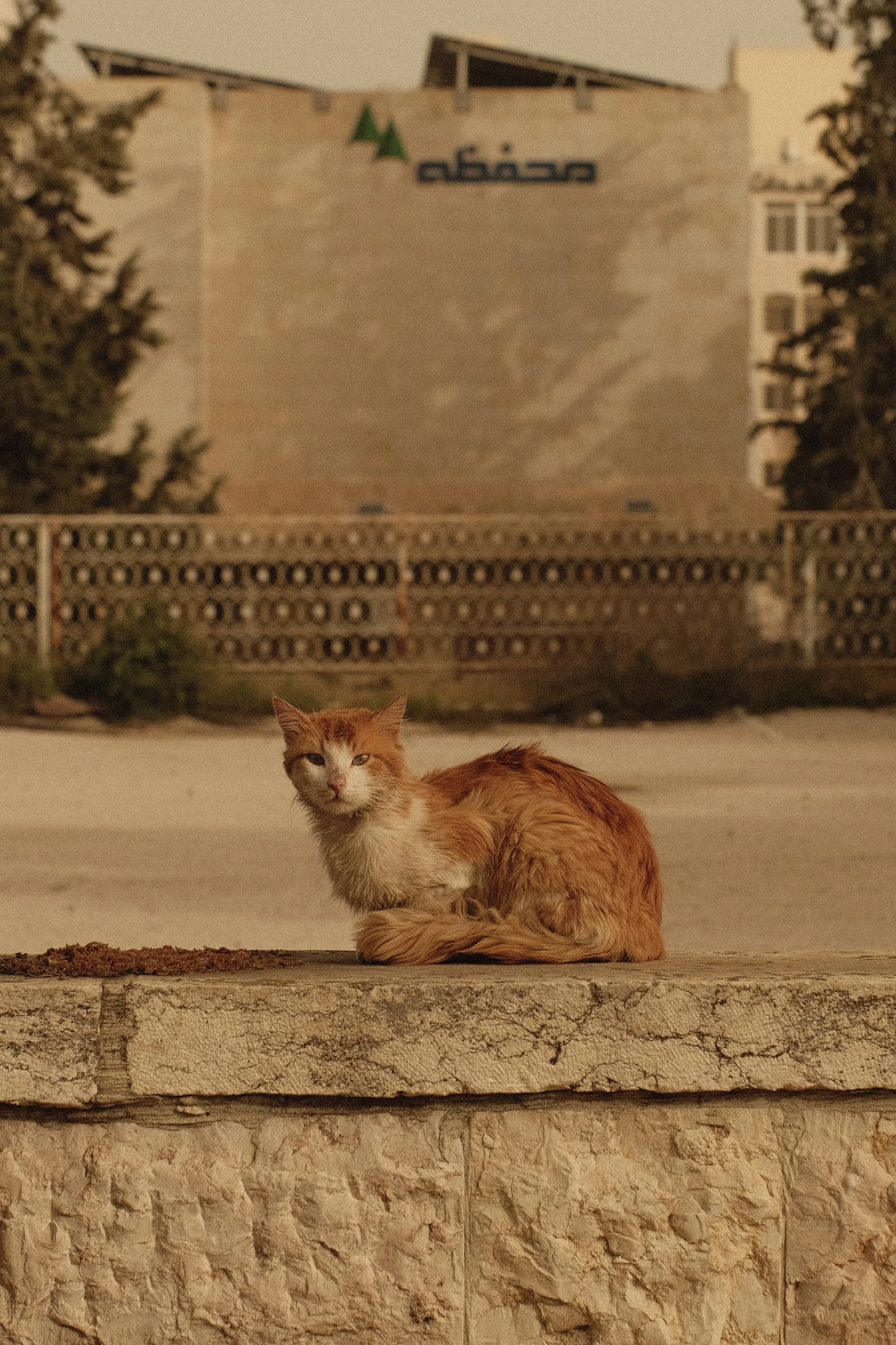 IMG_1603.jpeg