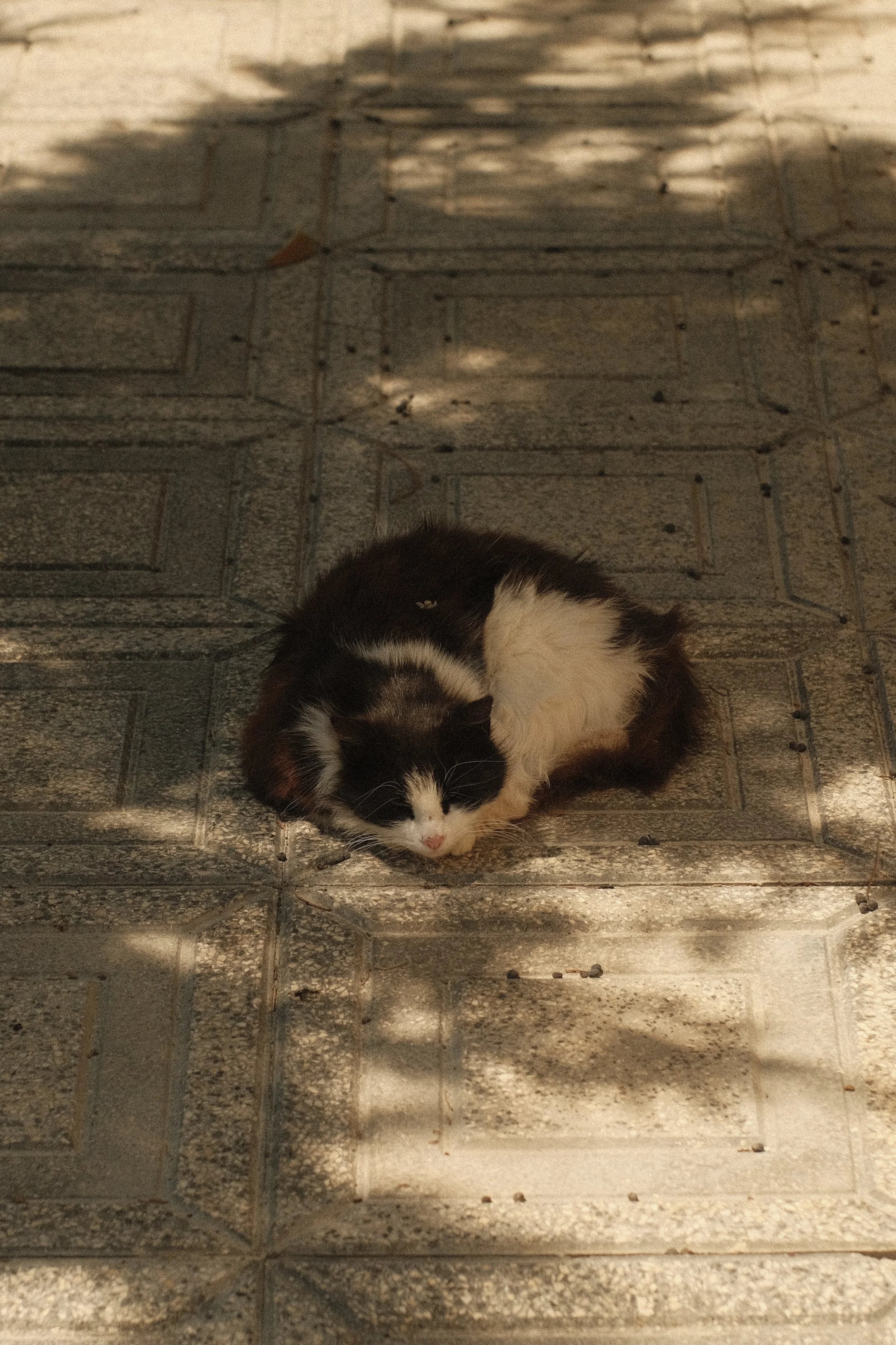 IMG_1711.jpeg