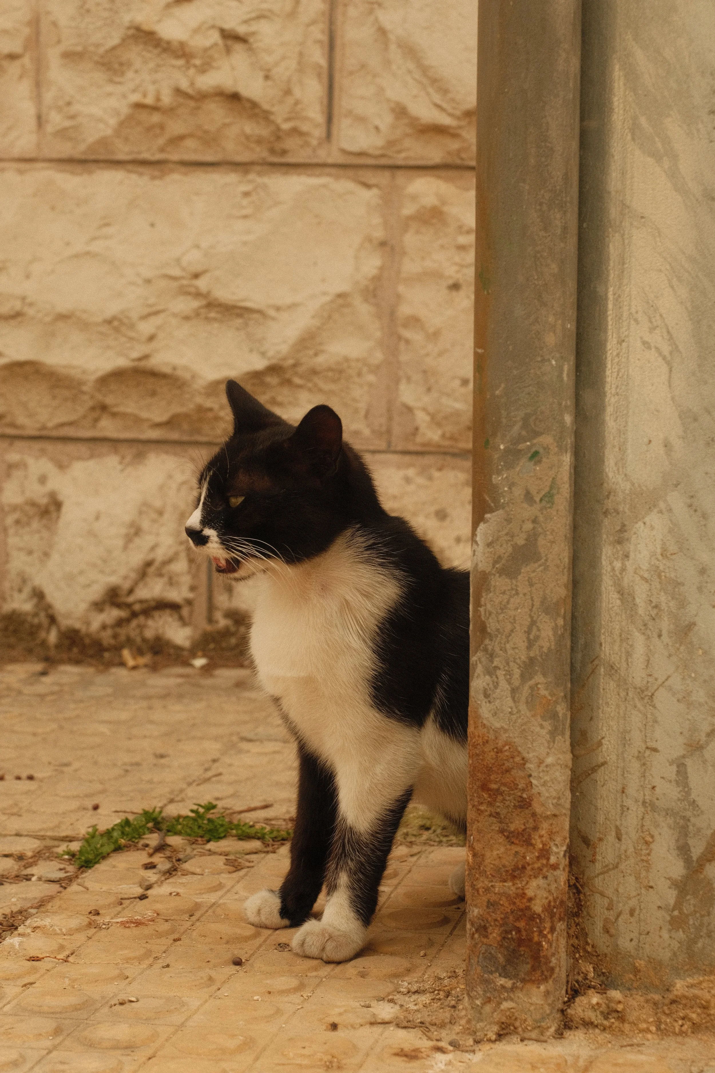 IMG_2260.jpeg