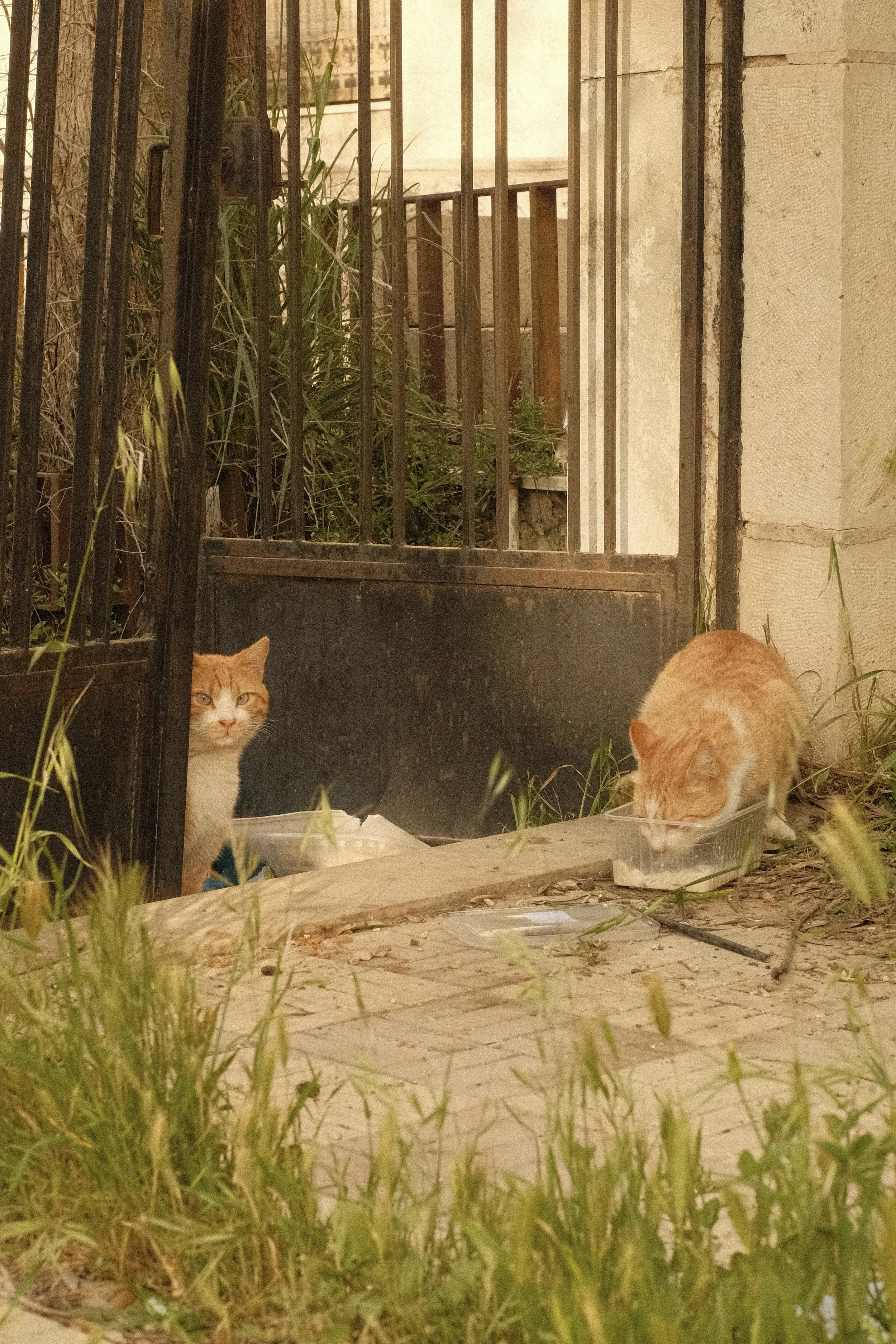 IMG_1973.jpeg