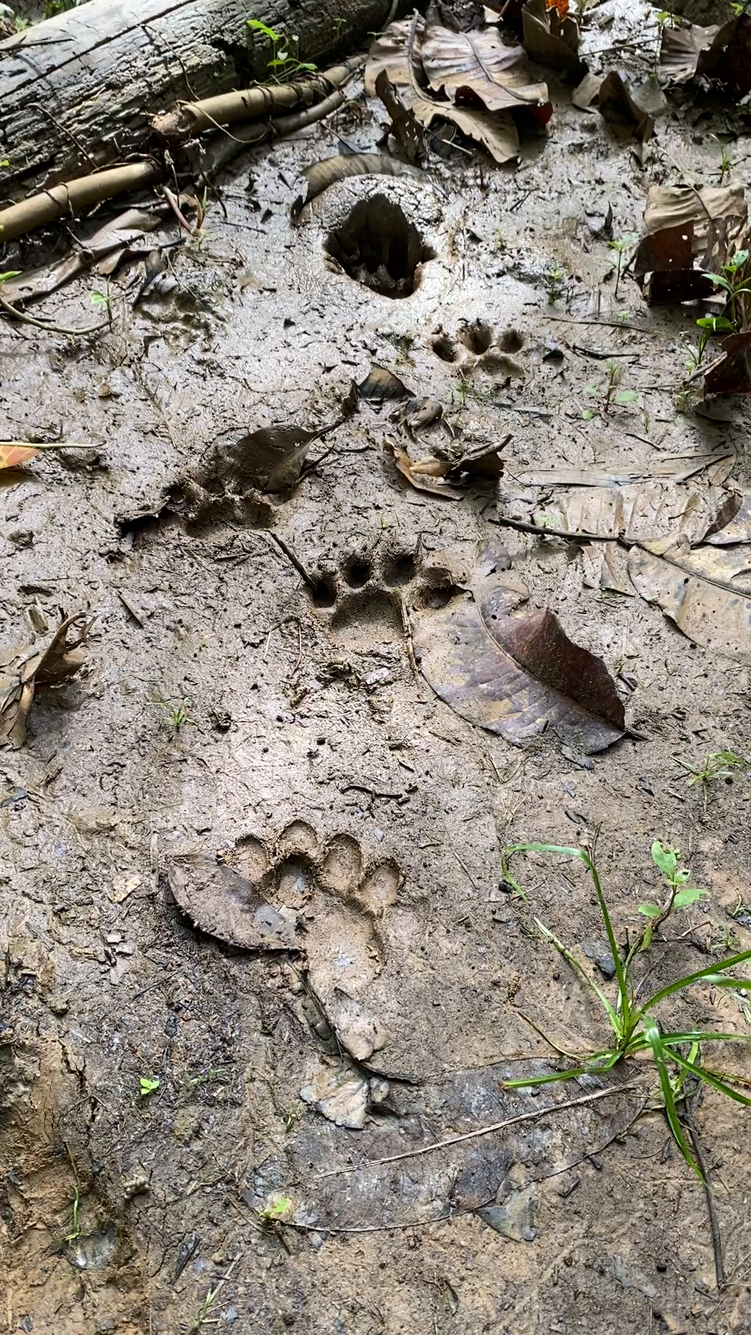 muddy jaguar footprints on the ground