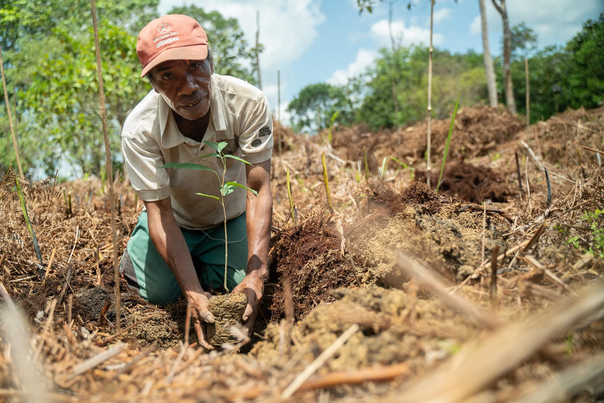 man plants seedling in Indonesia, facing camera