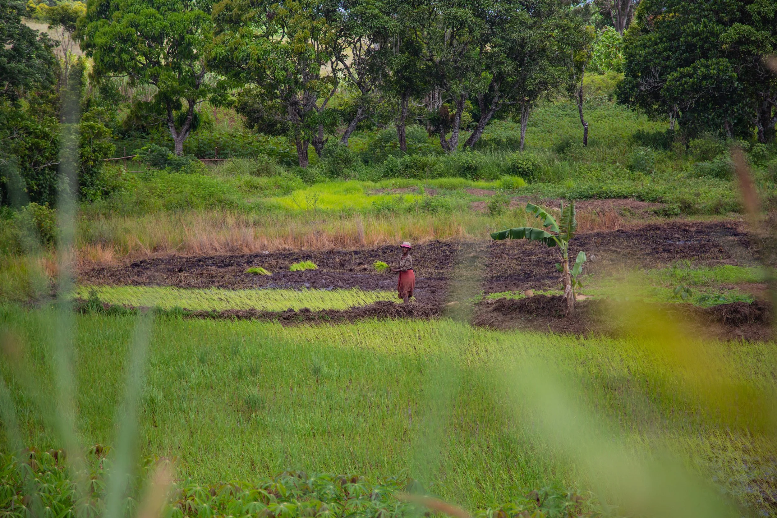 woman works alone in a vast field of crops, harvesting plants. Trees can be seen in the distance and a small banana tree sits close to her.