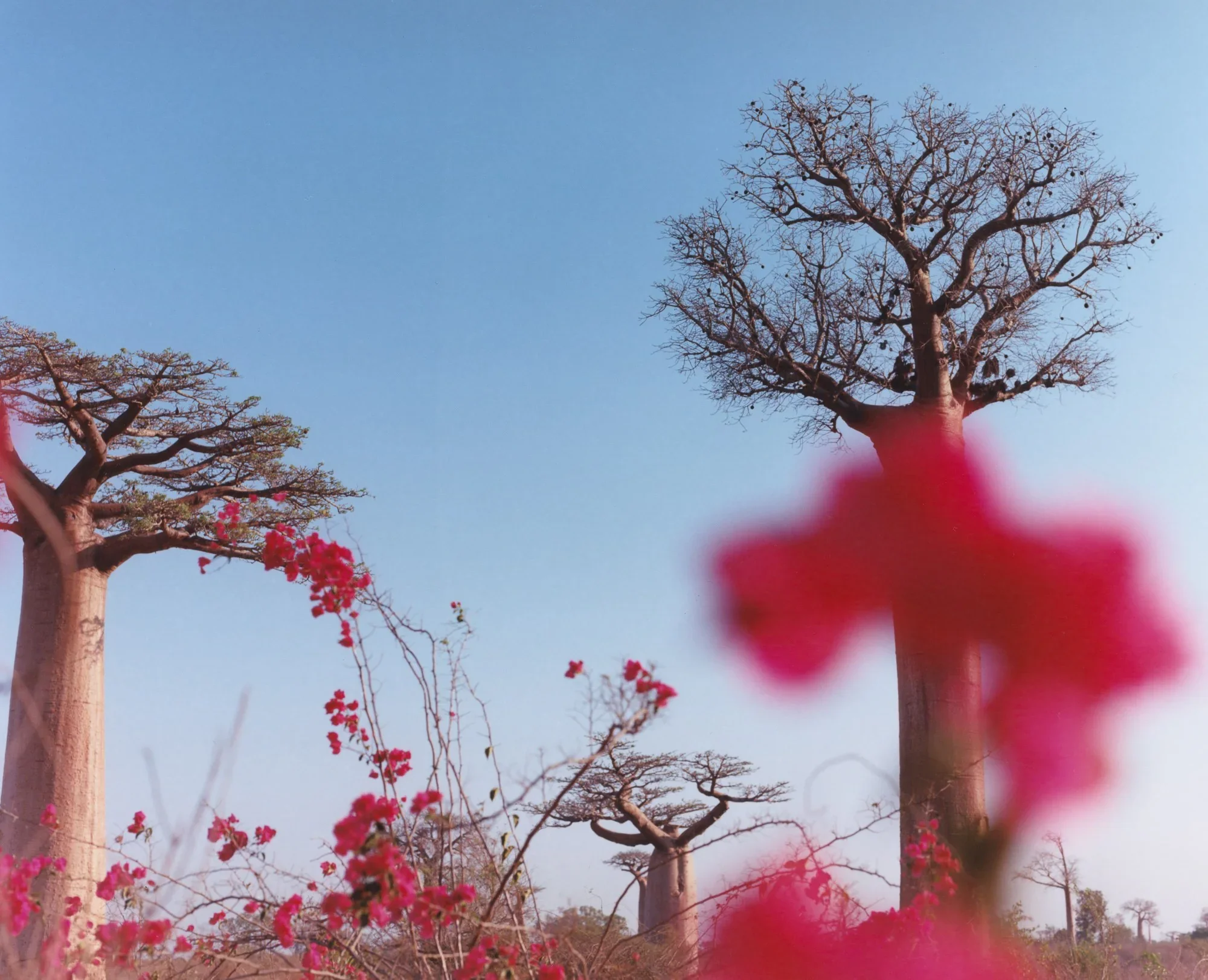 Keeping Record: An Intimate Portrait of Earth’s Most Endangered Rainforests [Read on Atmos]