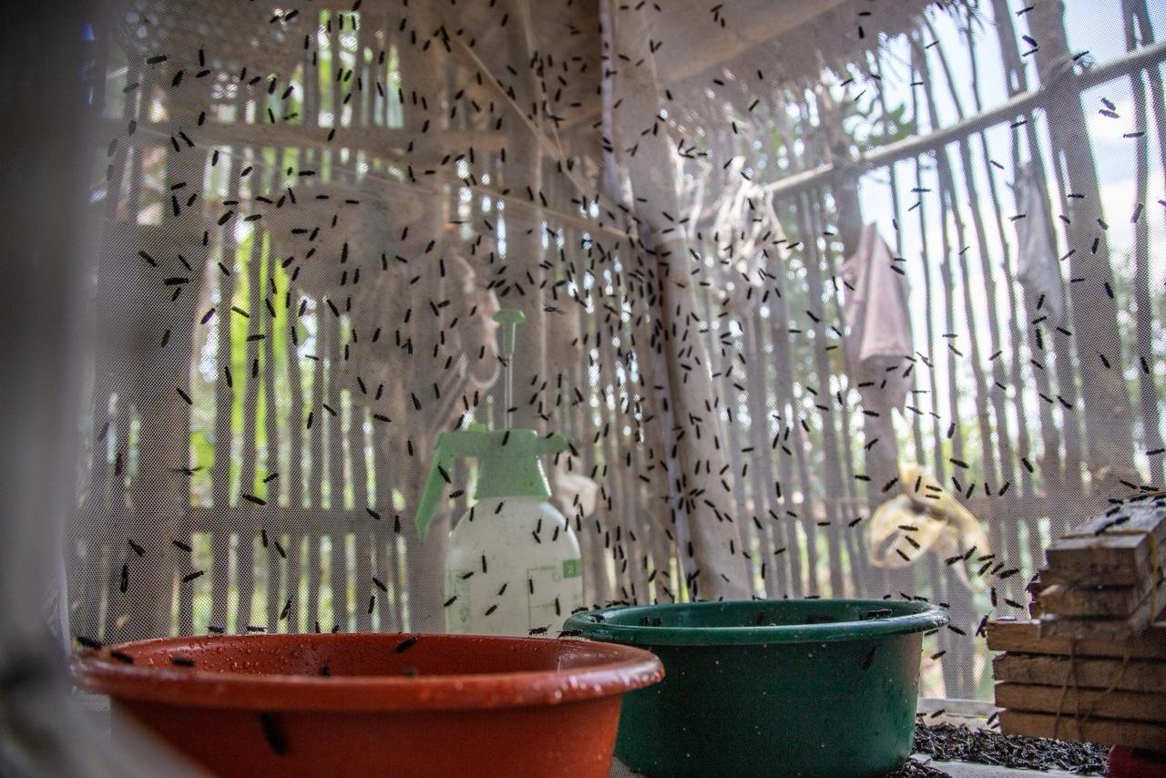 Black soldier flies to strengthen the resilience of communities and ecosystems in Madagascar [Read on Mongabay France]