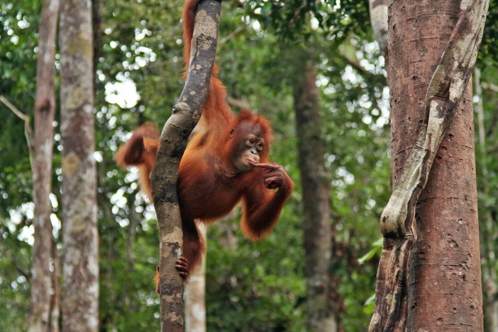 Rethinking how we talk about conservation—and why it matters [Read on Mongabay]