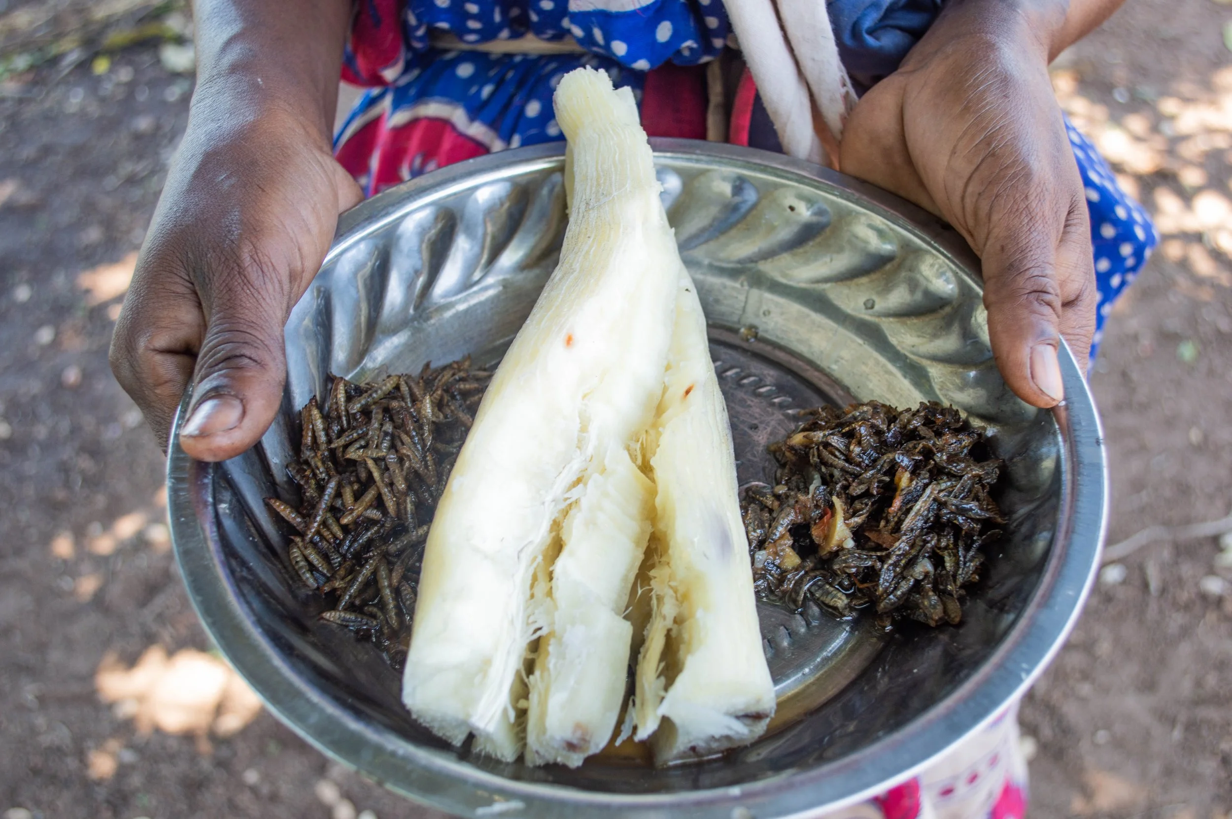 BSF & CASSAVA.JPG