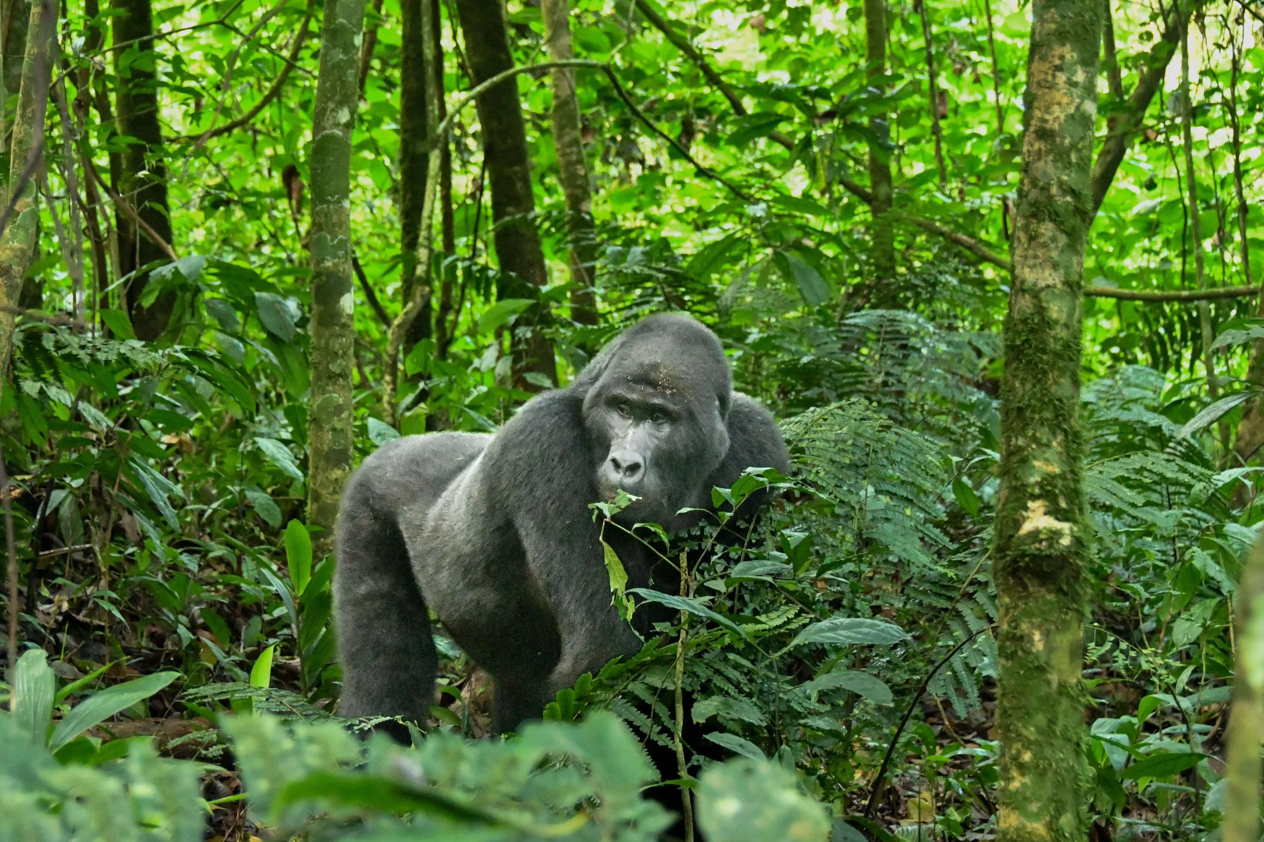 silverback gorilla in Bwindi Impenetrable Forest