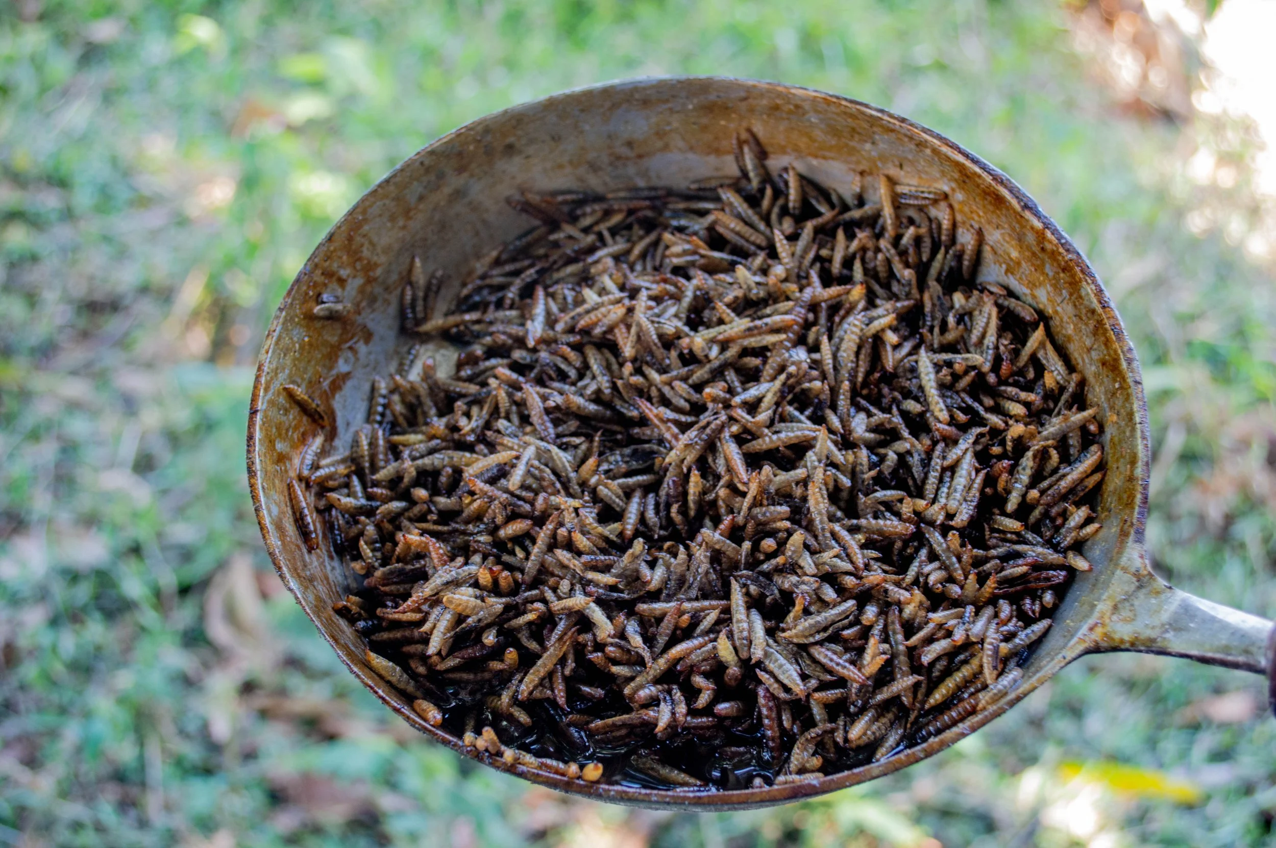 Black Soldier Fly Frass Shows Promise as Organic Fertilizer for Maize Production in Madagascar