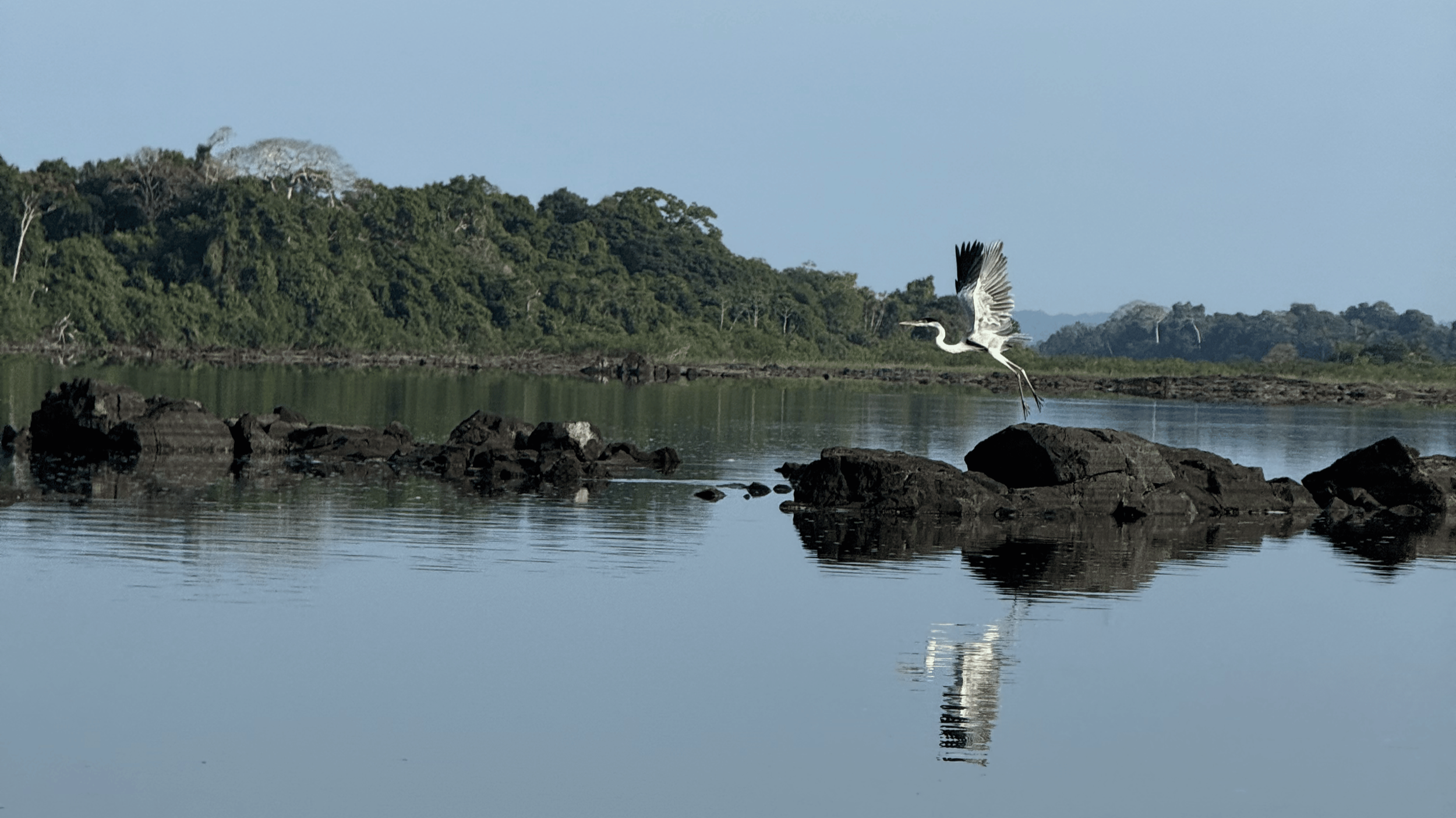 crane flying in the Amazon near a river