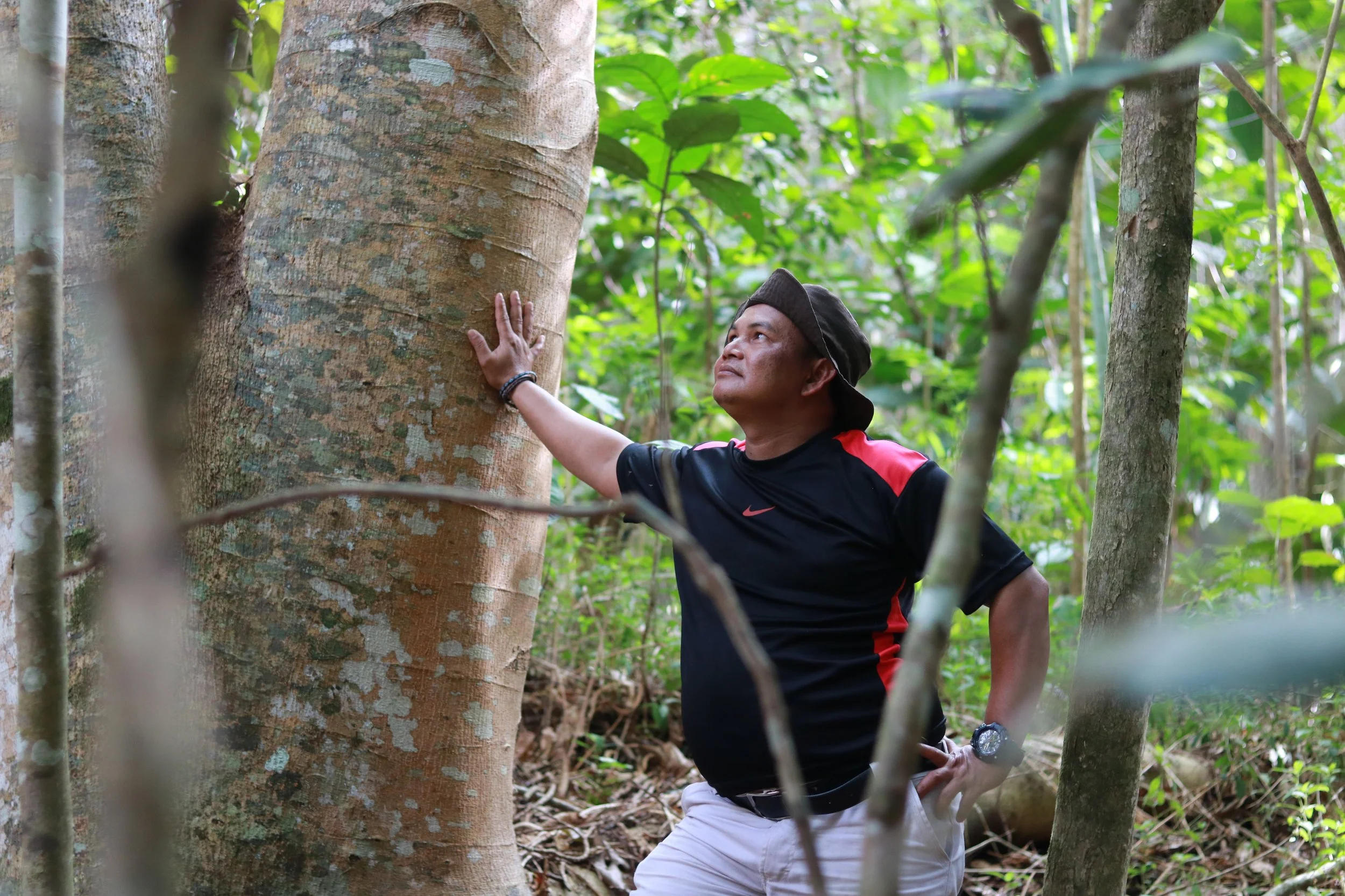 Forest Guardian stands in the forest, hand touching a large tree