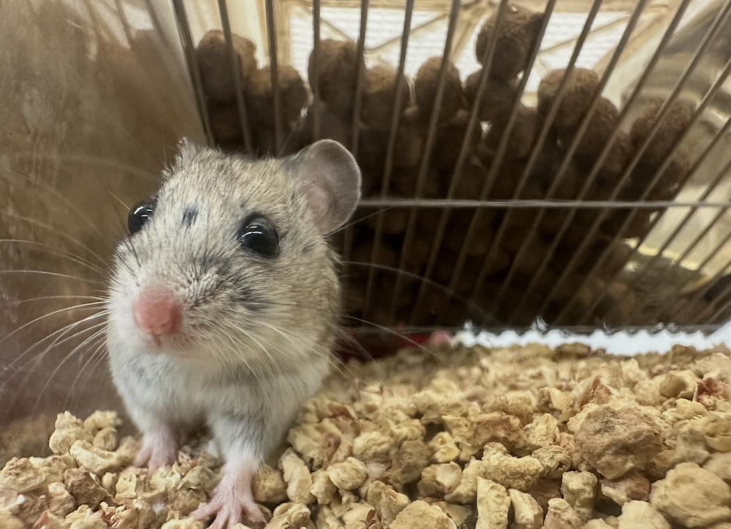 Hamsters !