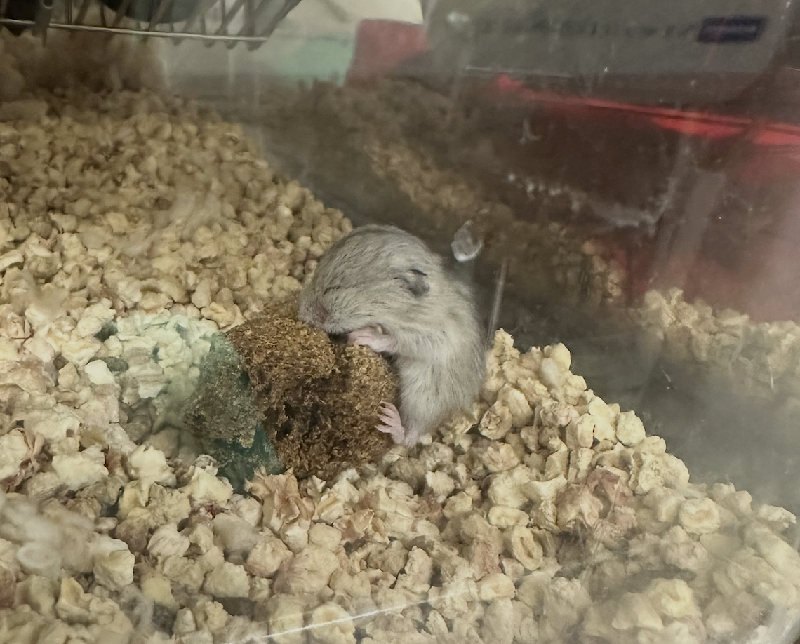 Baby Hamster !