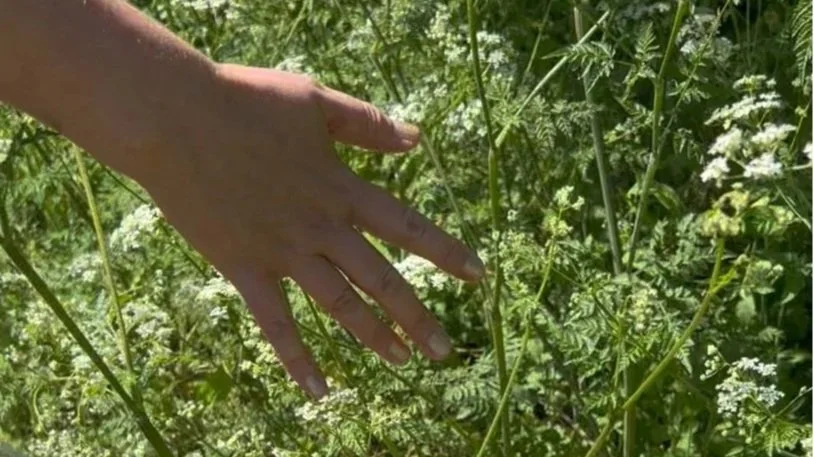 A hand is reaching out through dense green foliage and white flowering plants in an outdoor setting.