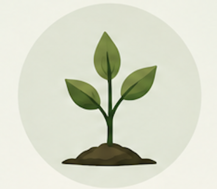 A young green plant with three leaves growing from dark soil.