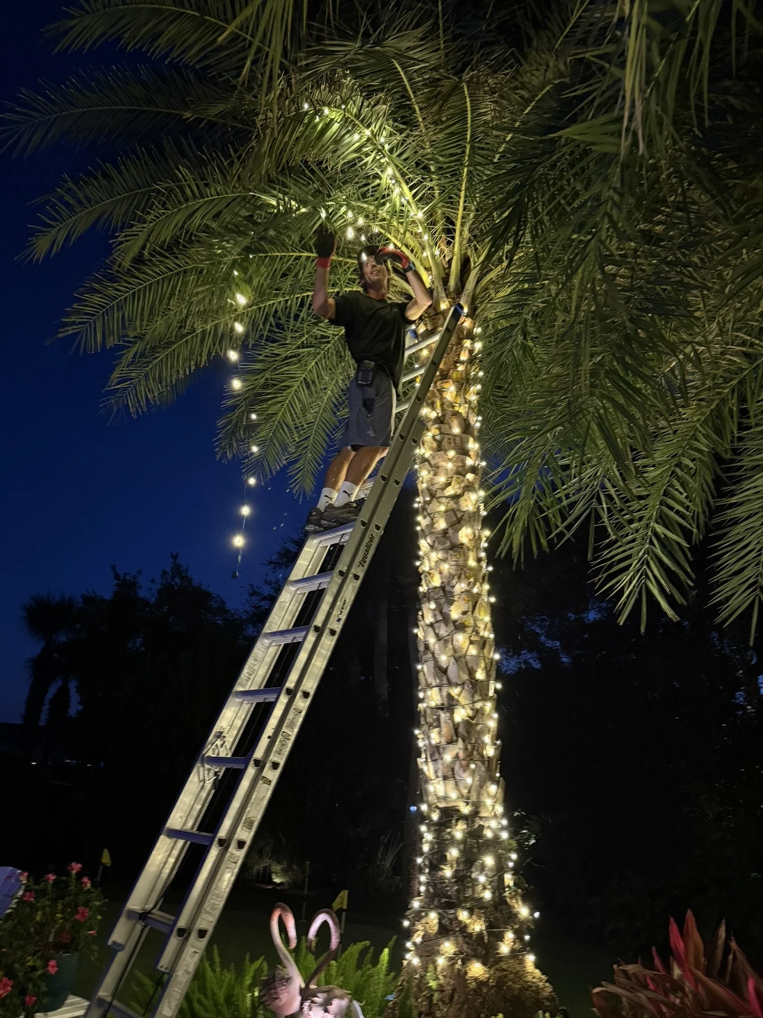 really handsome man hangs christmas lights on a palm tree in ponte vedra