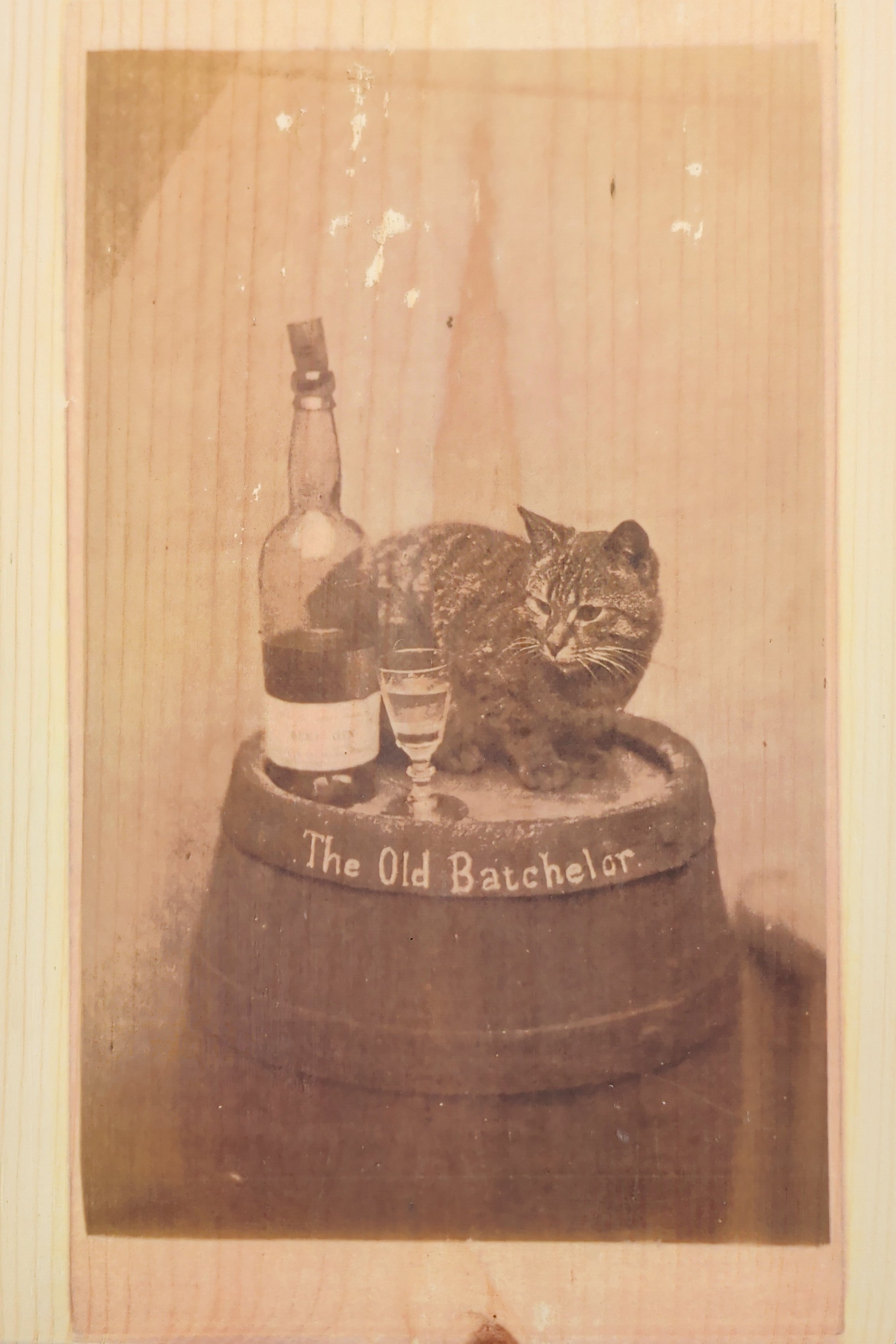 THE OLD BACHELOR