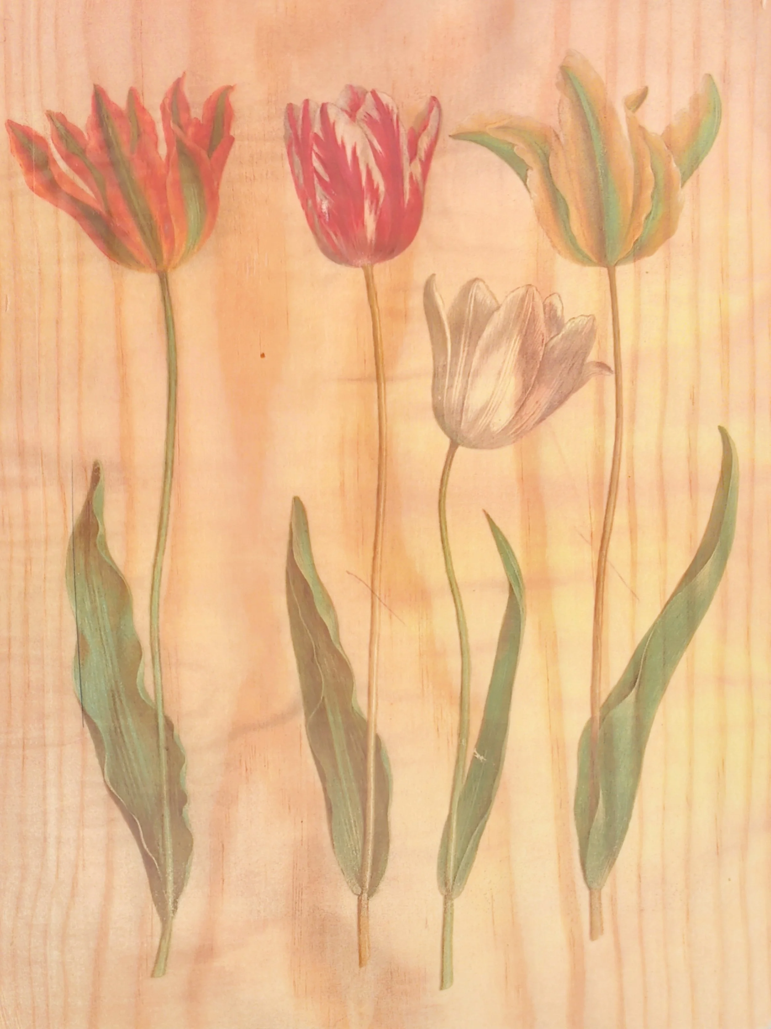 SPRING TULIPS