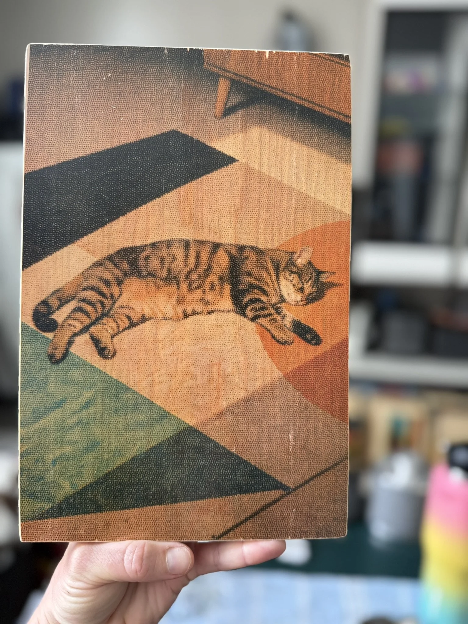 CAT NAP