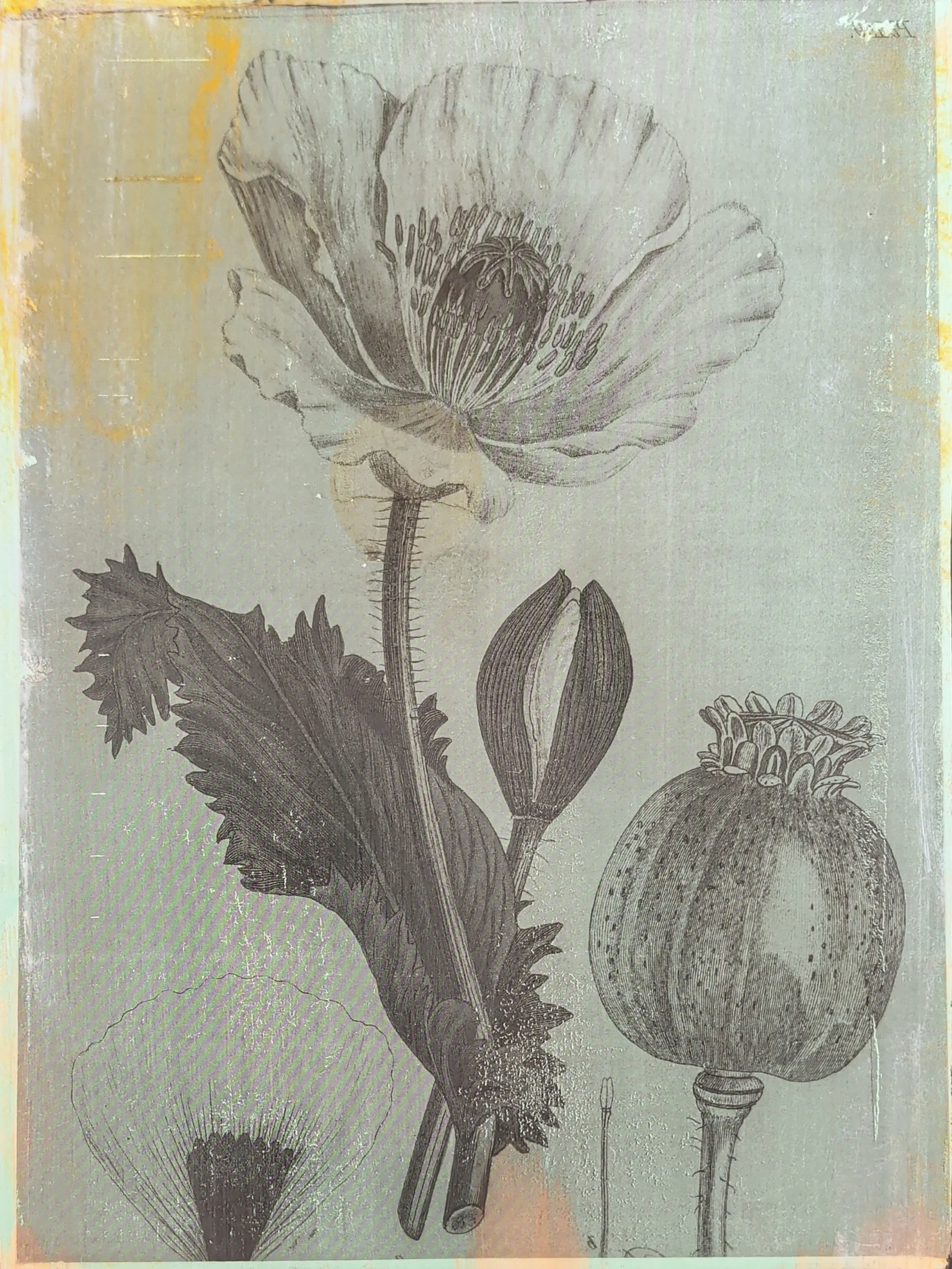 POPPY STUDY