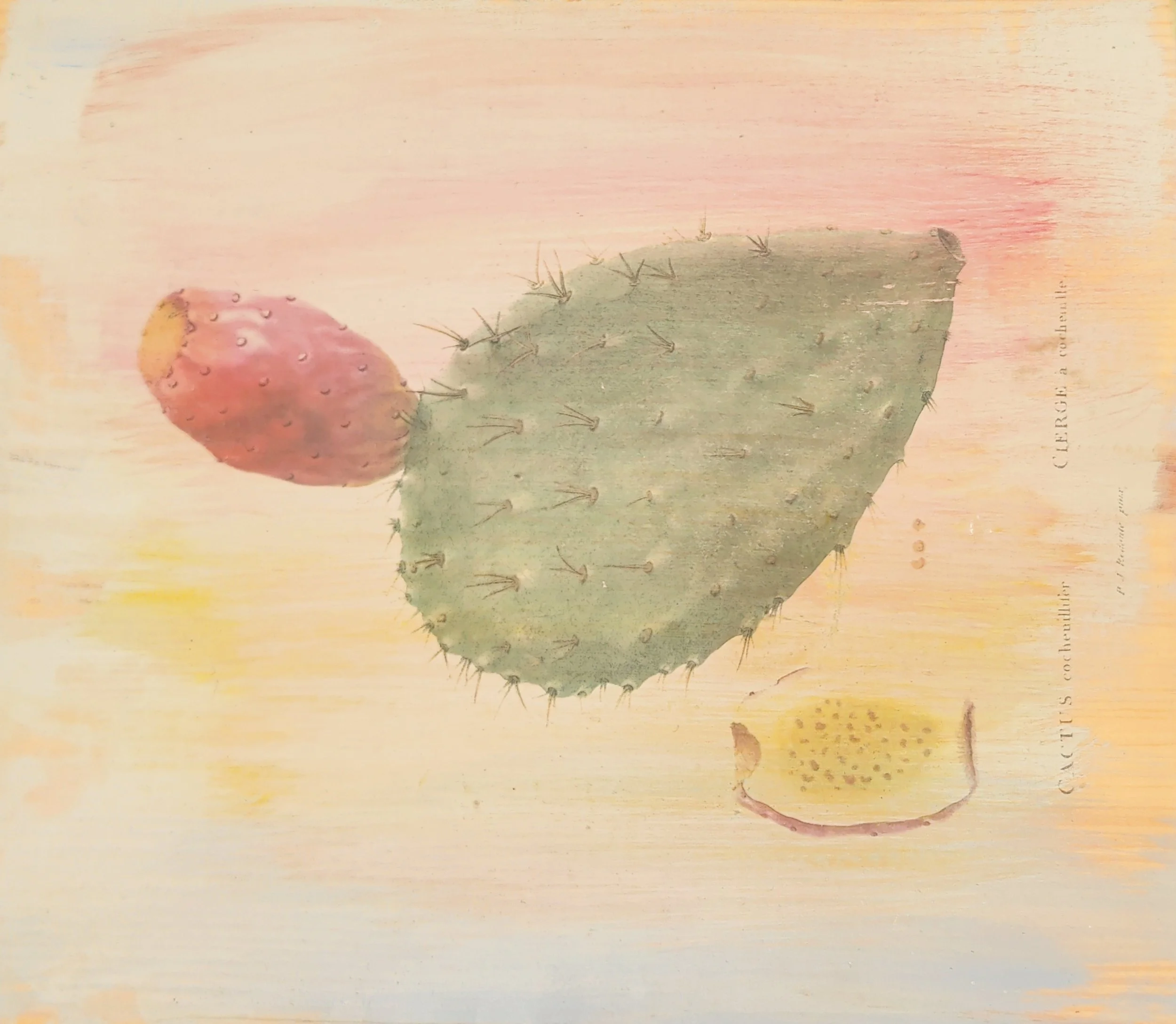 PRICKLY PEAR STUDY