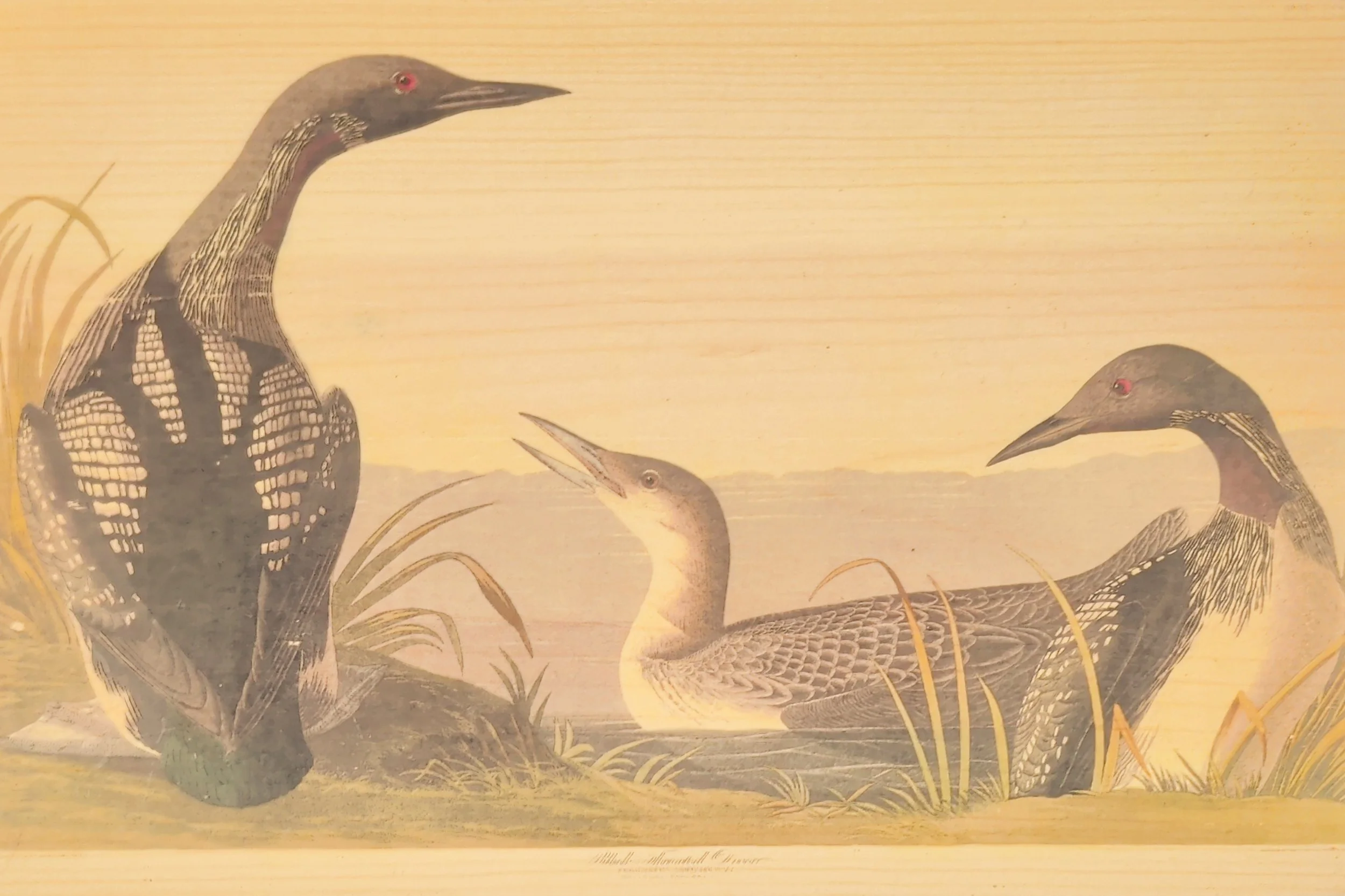 FAMILY OF LOONS
