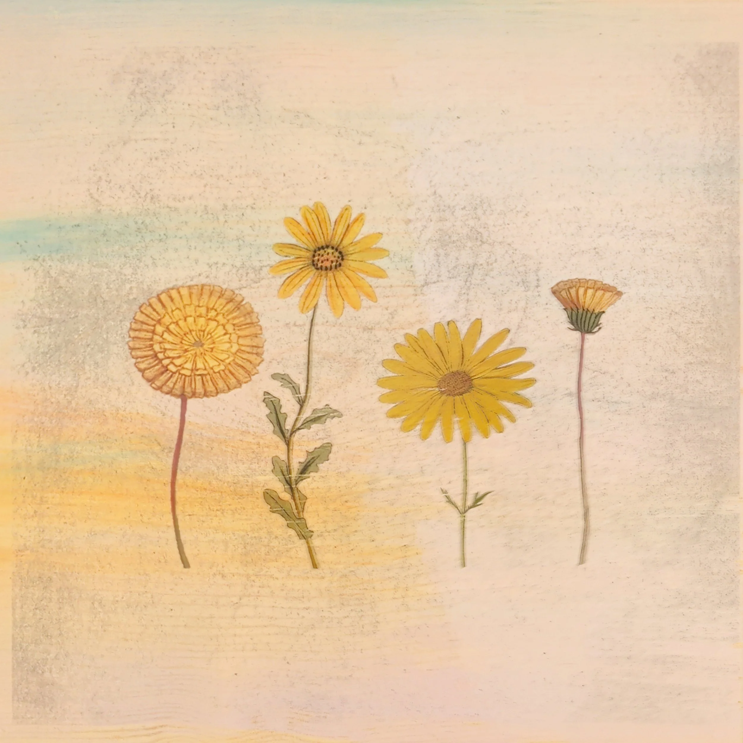 WILDFLOWERS
