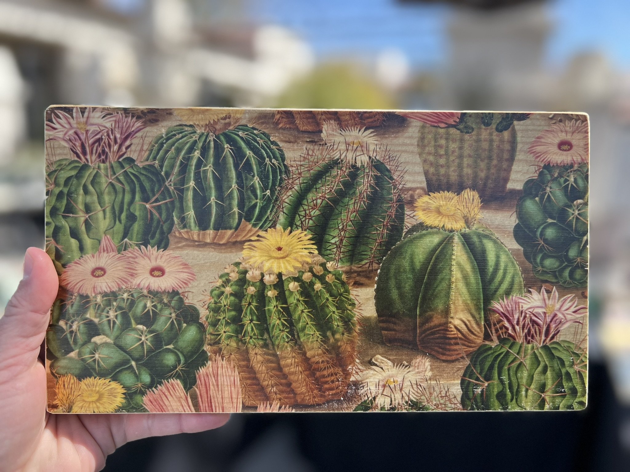CACTUS COLLECTION