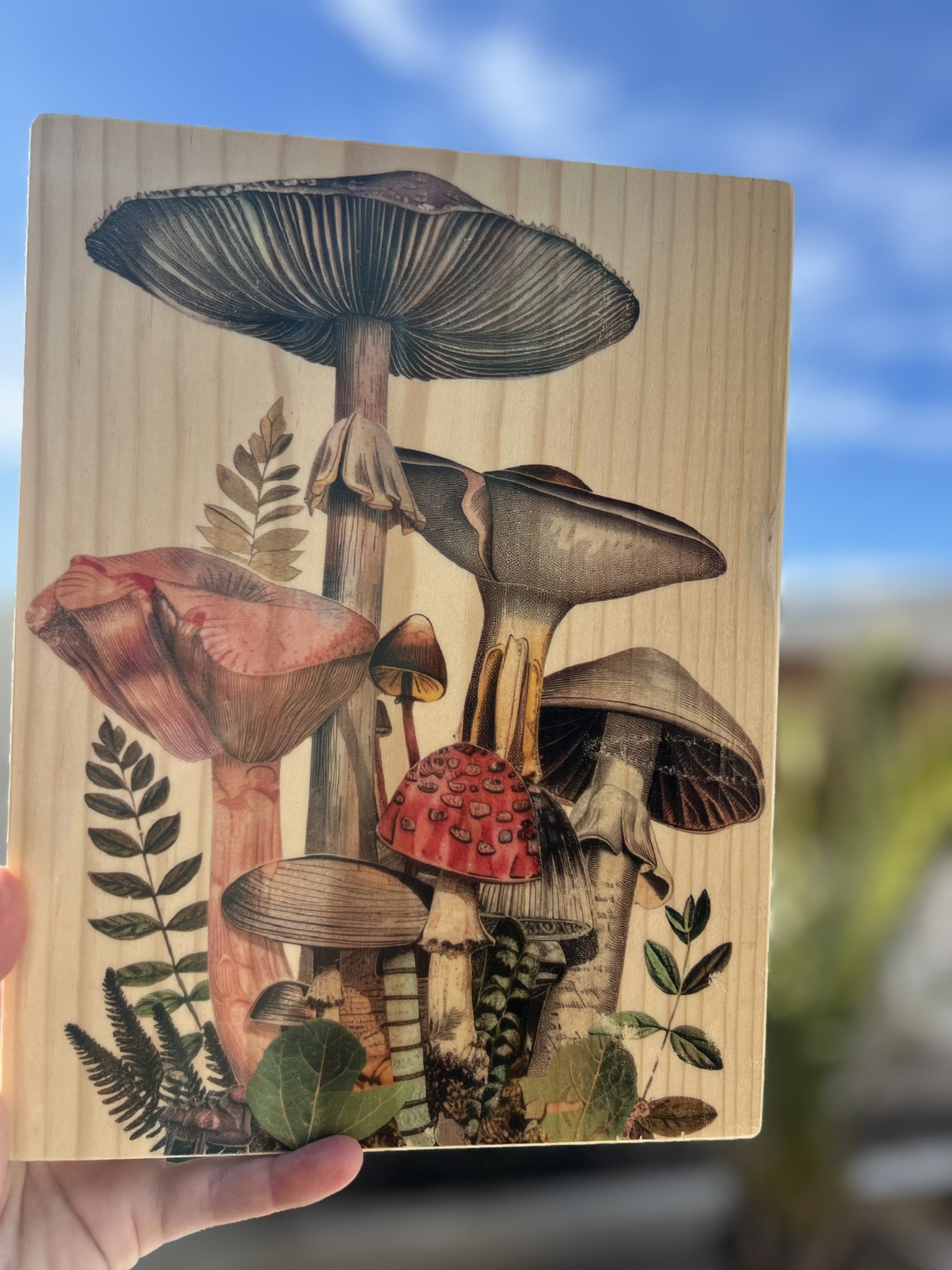 MUSHROOM GARDEN