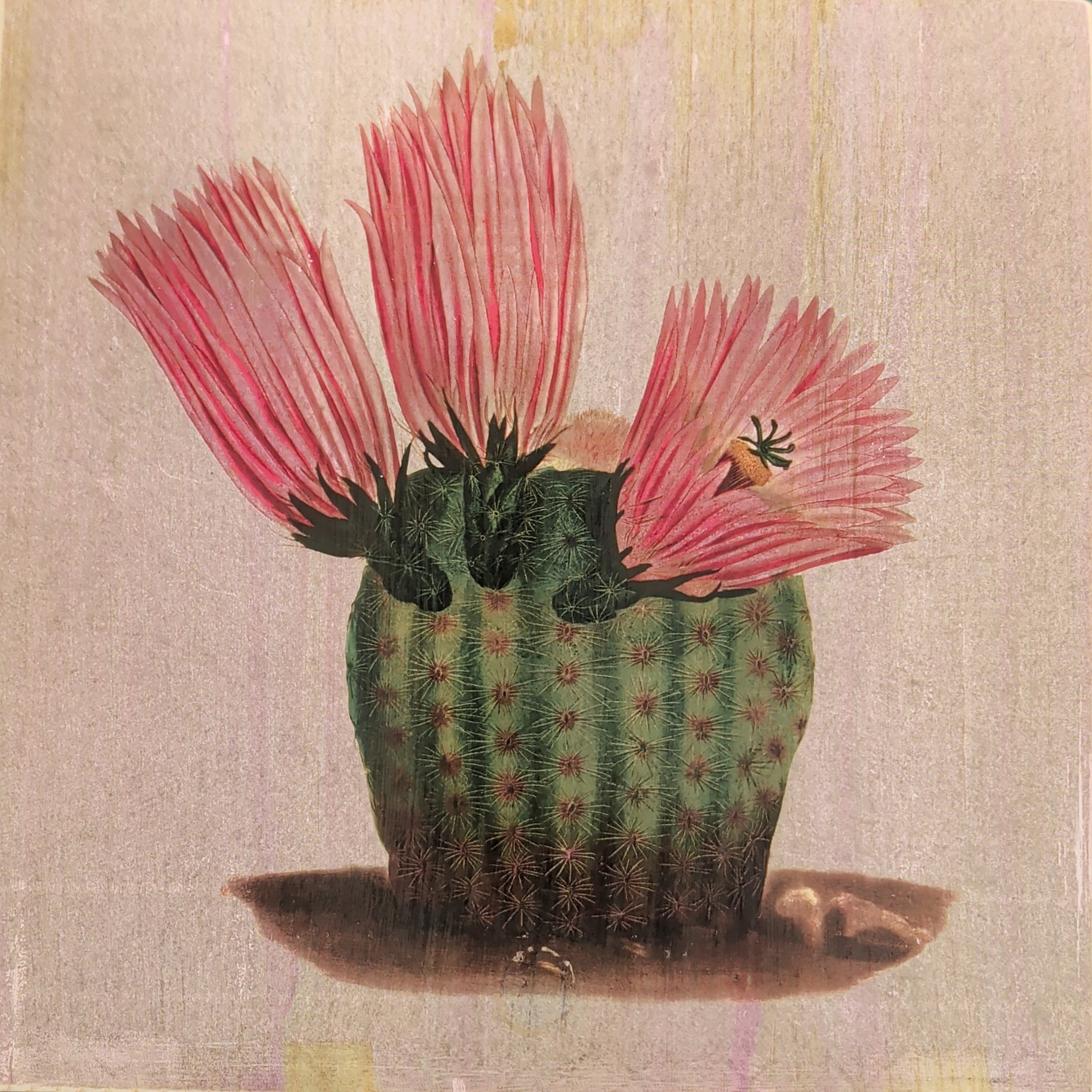 CACTUS IN BLOOM