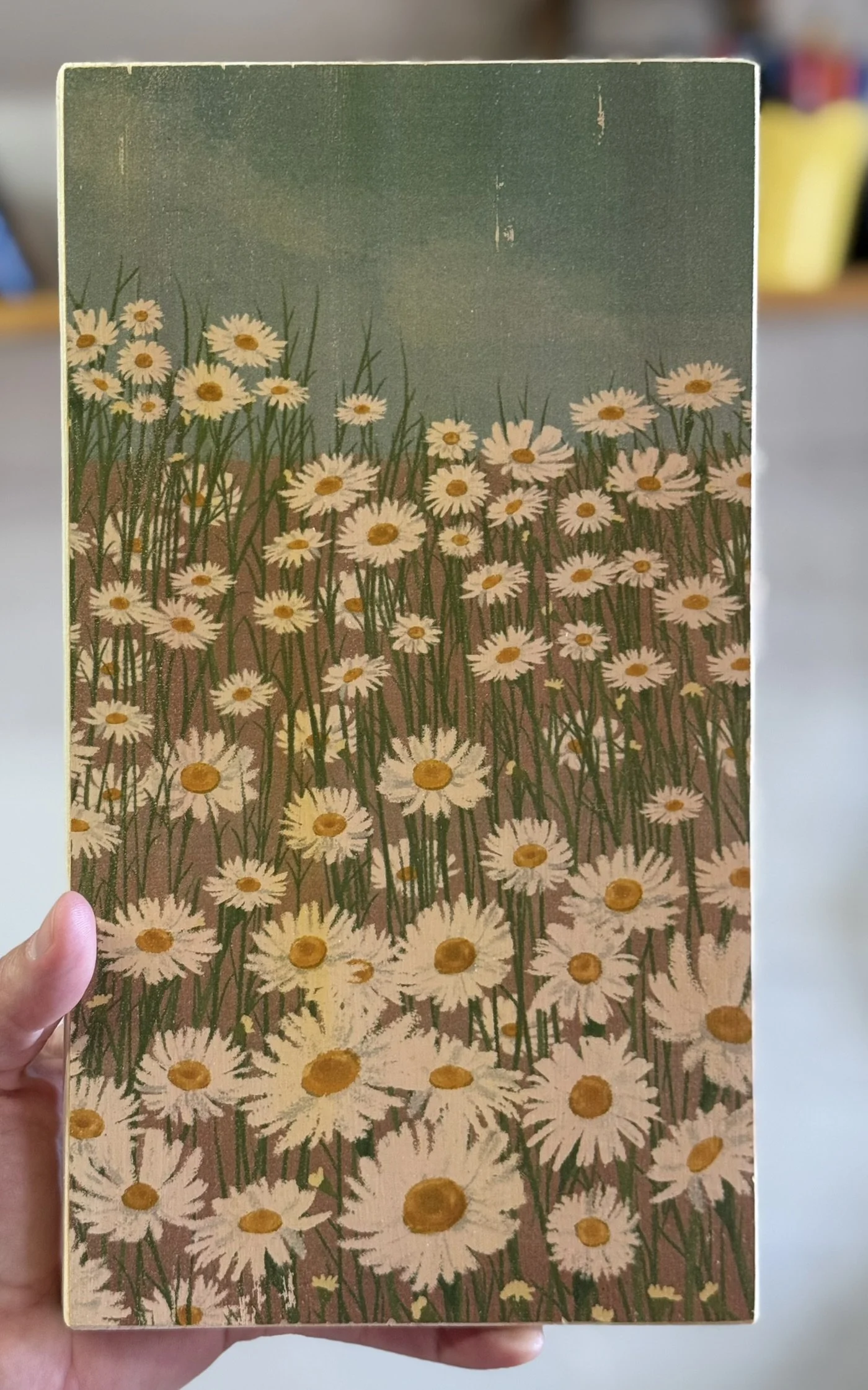 DAISY FIELD