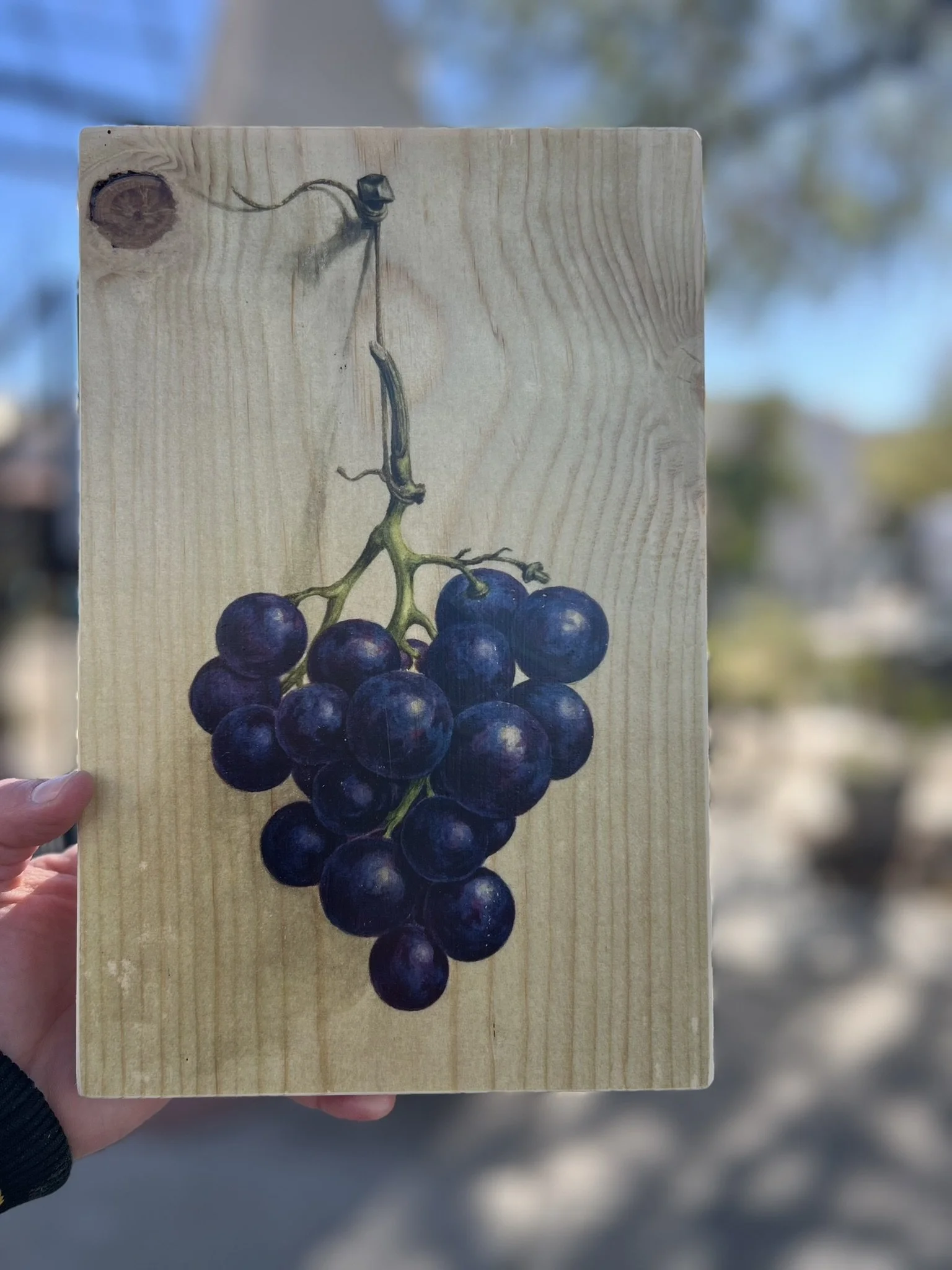 GRAPE STUDY