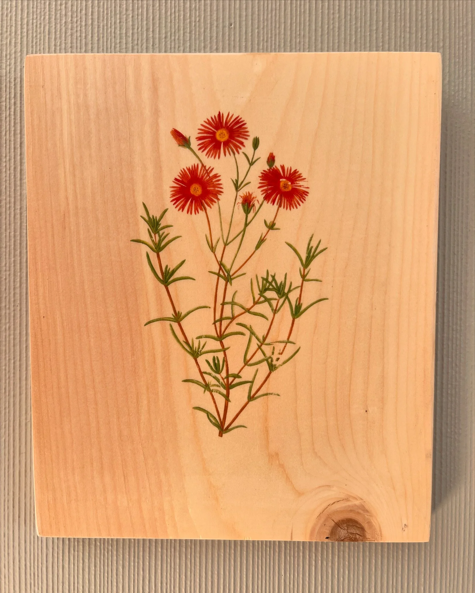 DESERT WILDFLOWERS