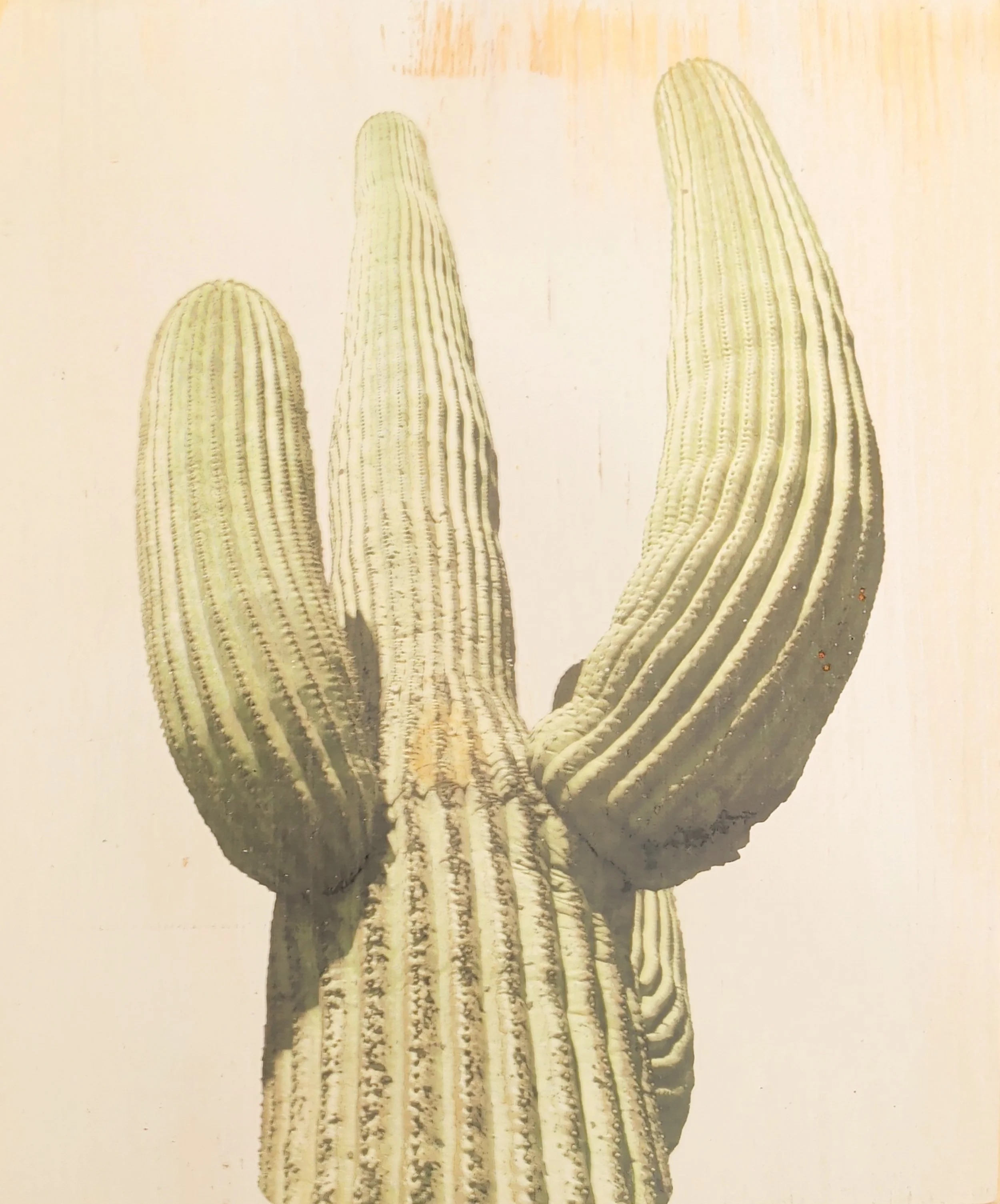 LARGE SAGUARO