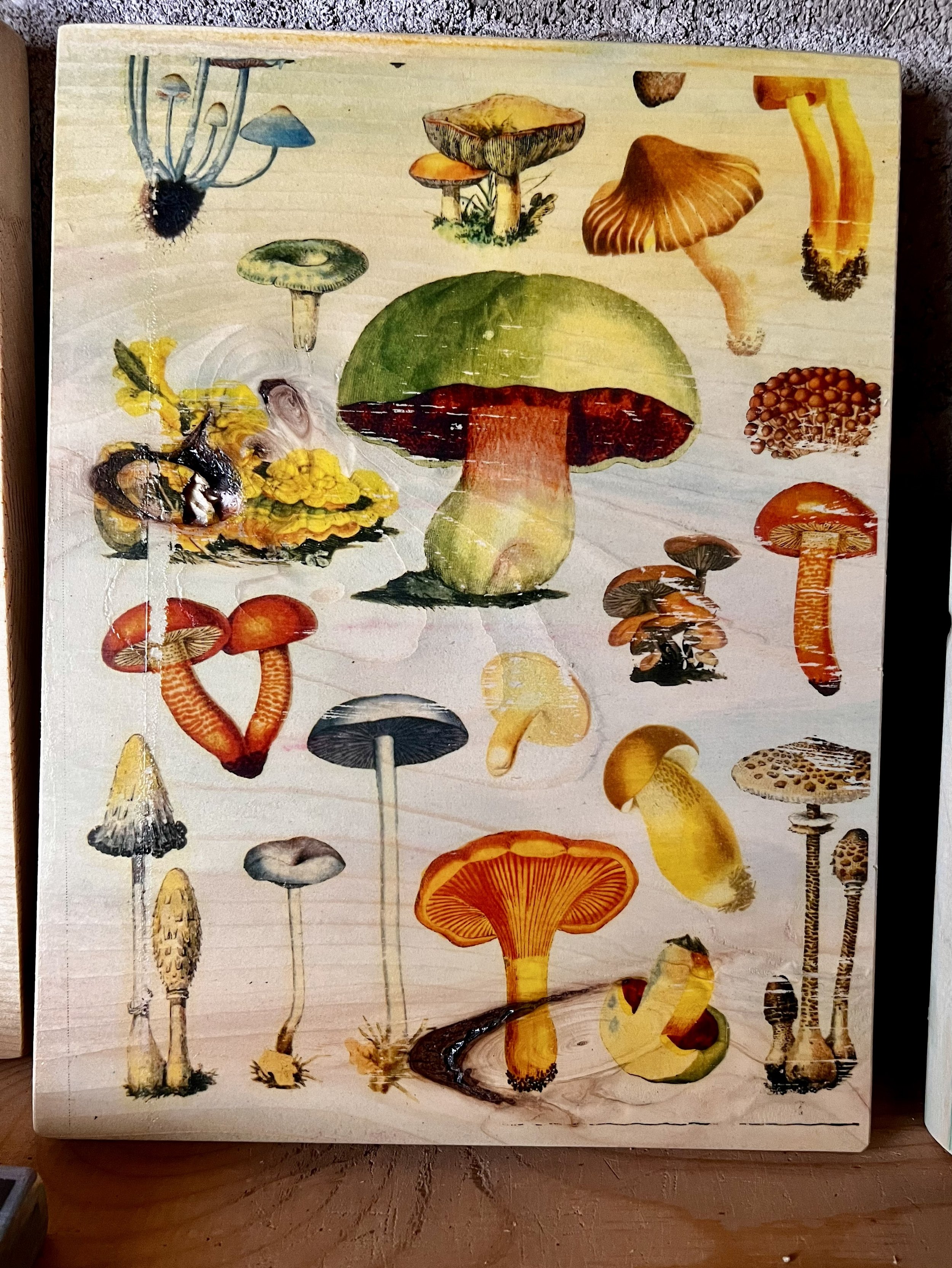 FIELD GUIDE