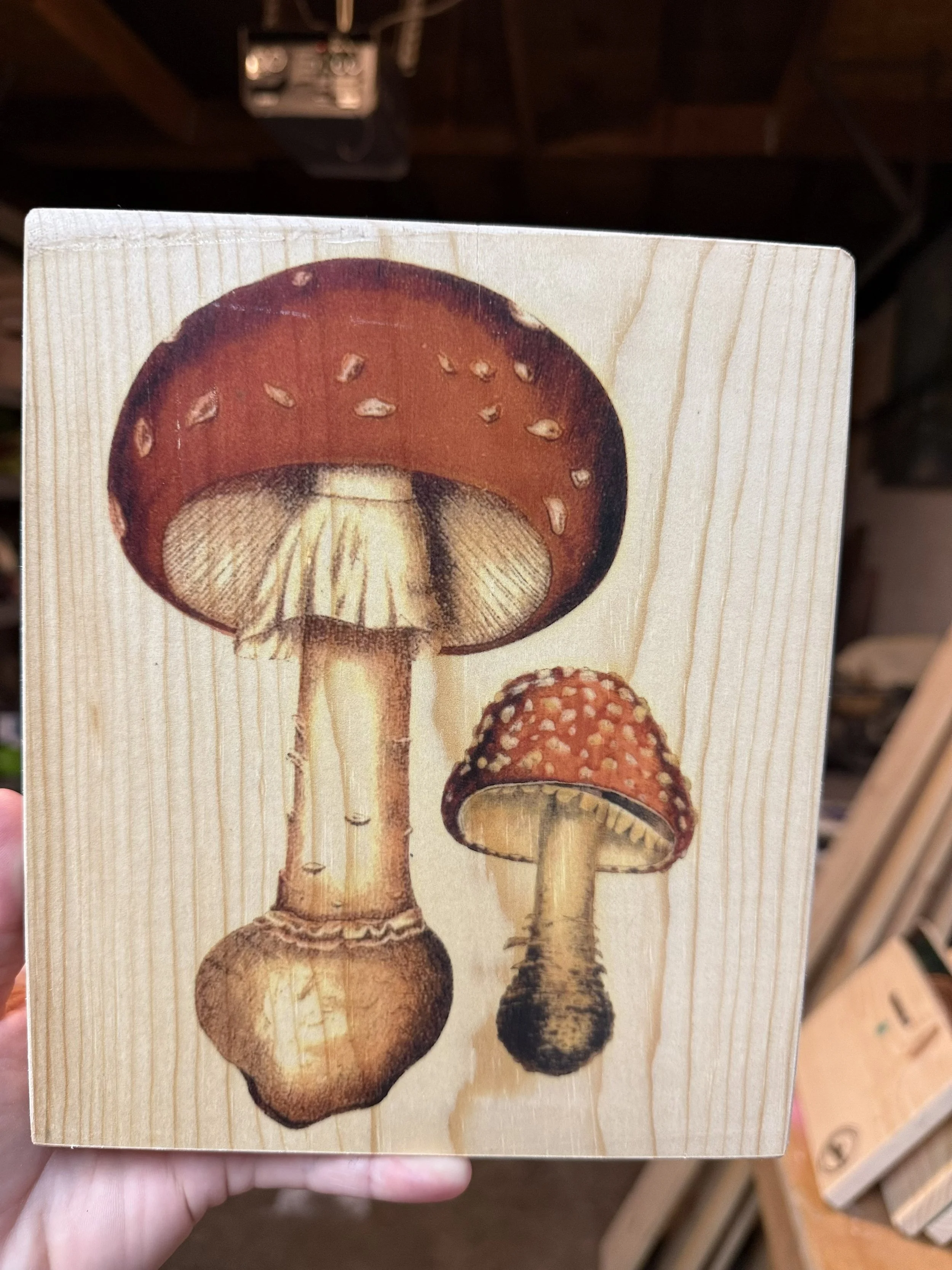 FOREST PAIR