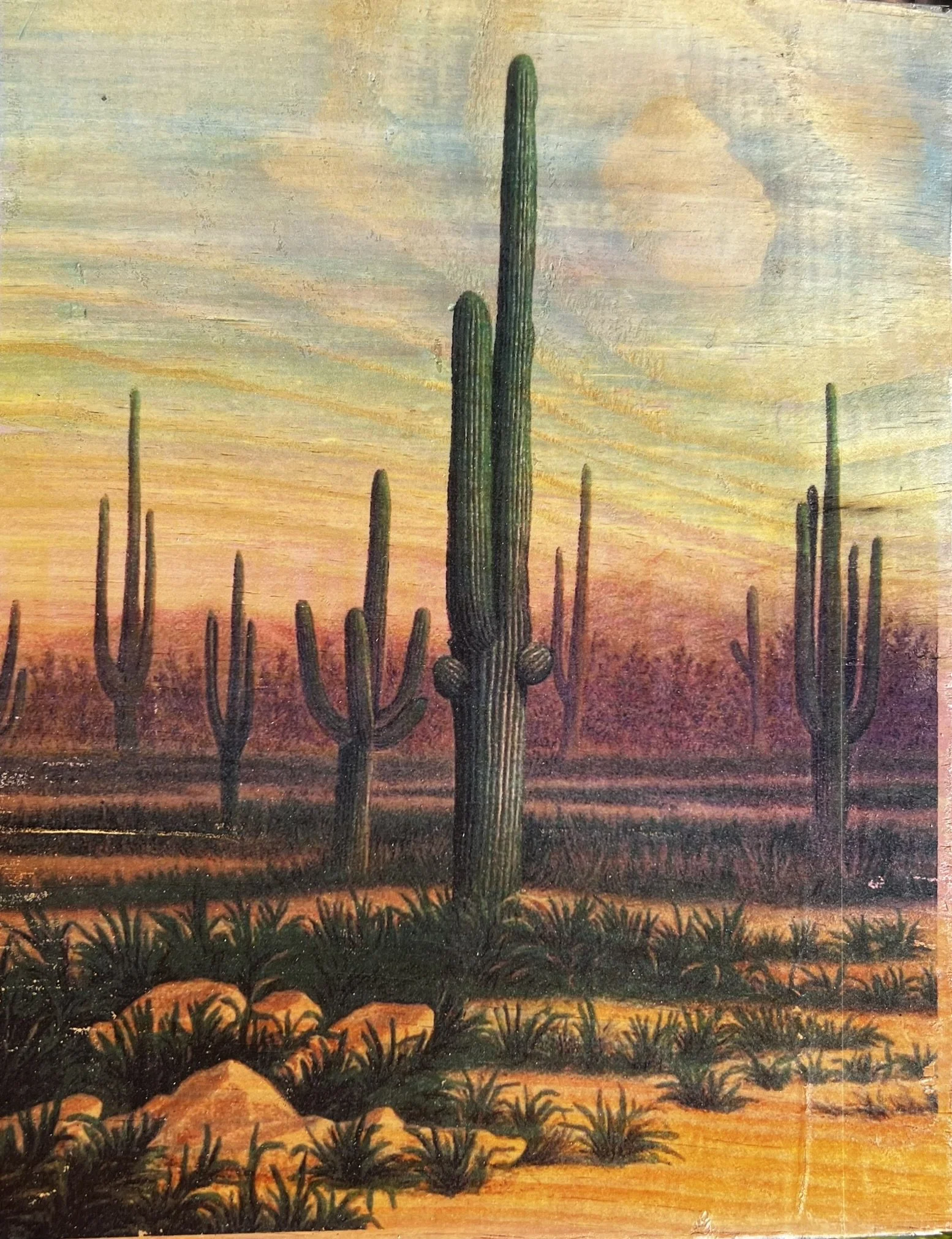 SAGUARO DUSK
