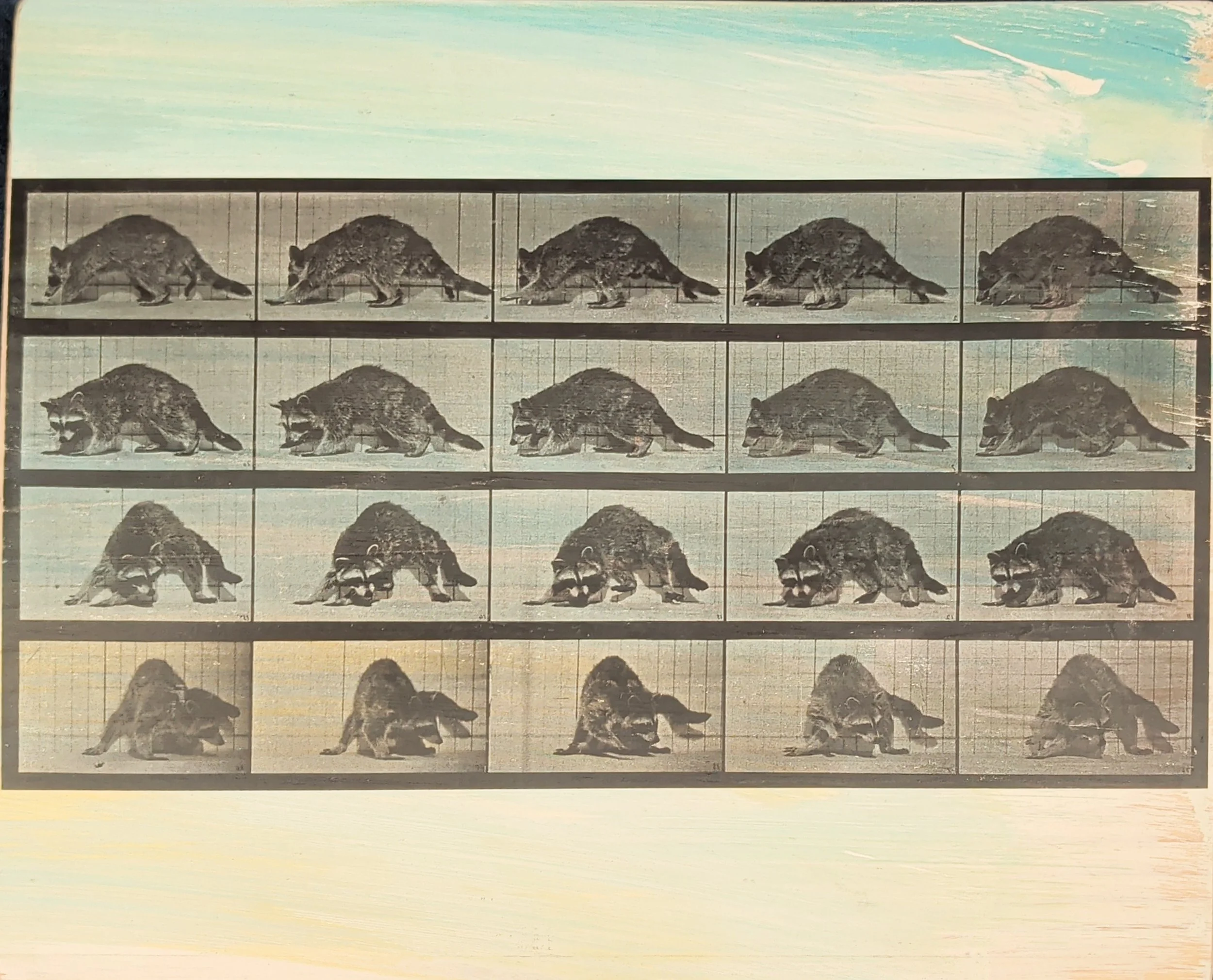 RACCOON STUDY