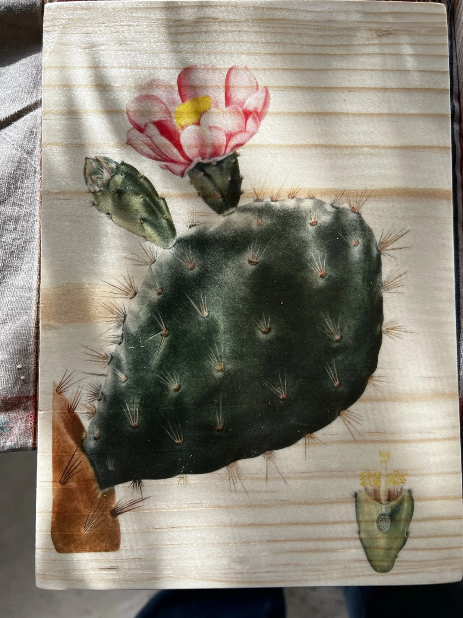 PRICKLY PEAR BLOOM