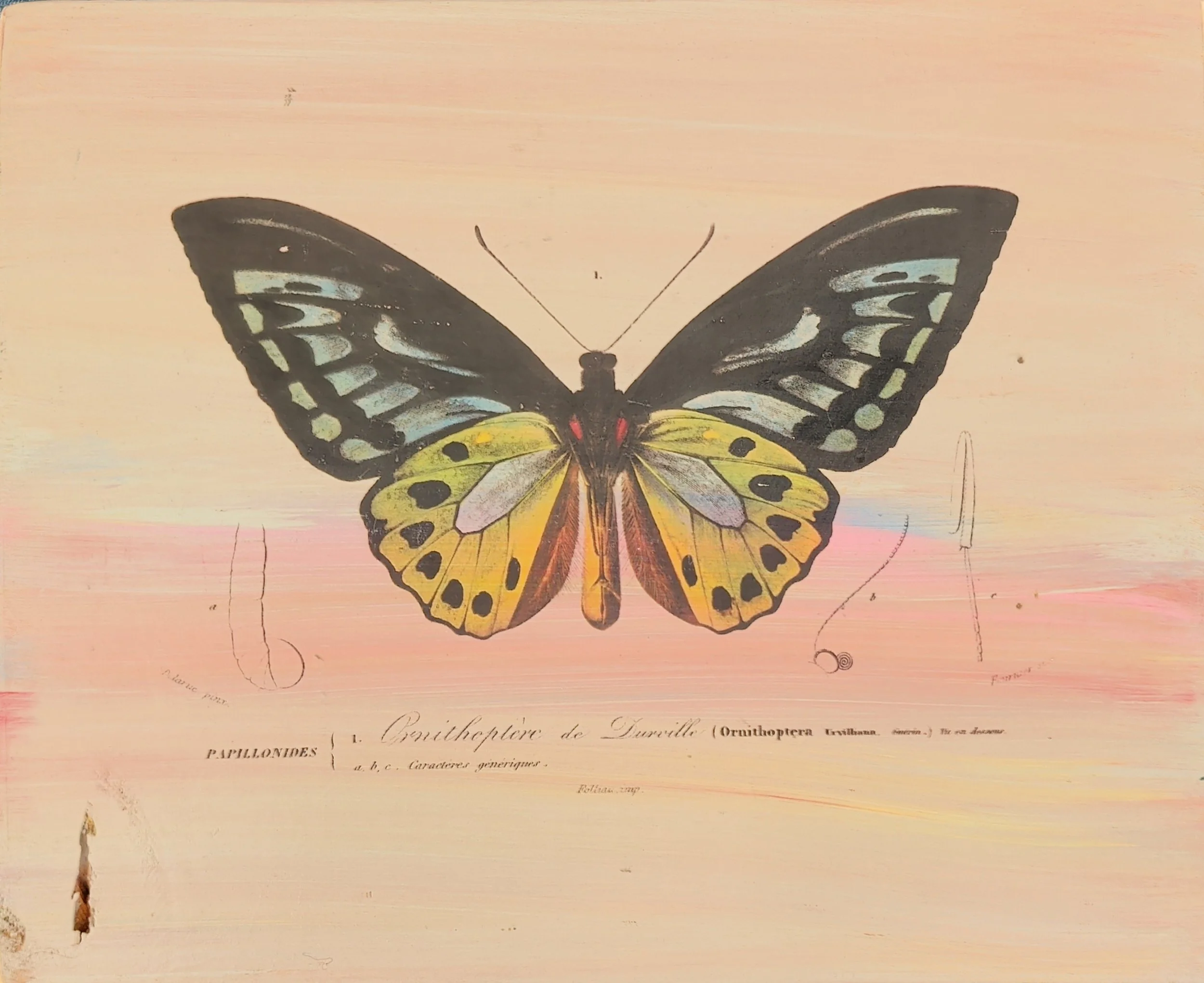 WING STUDY