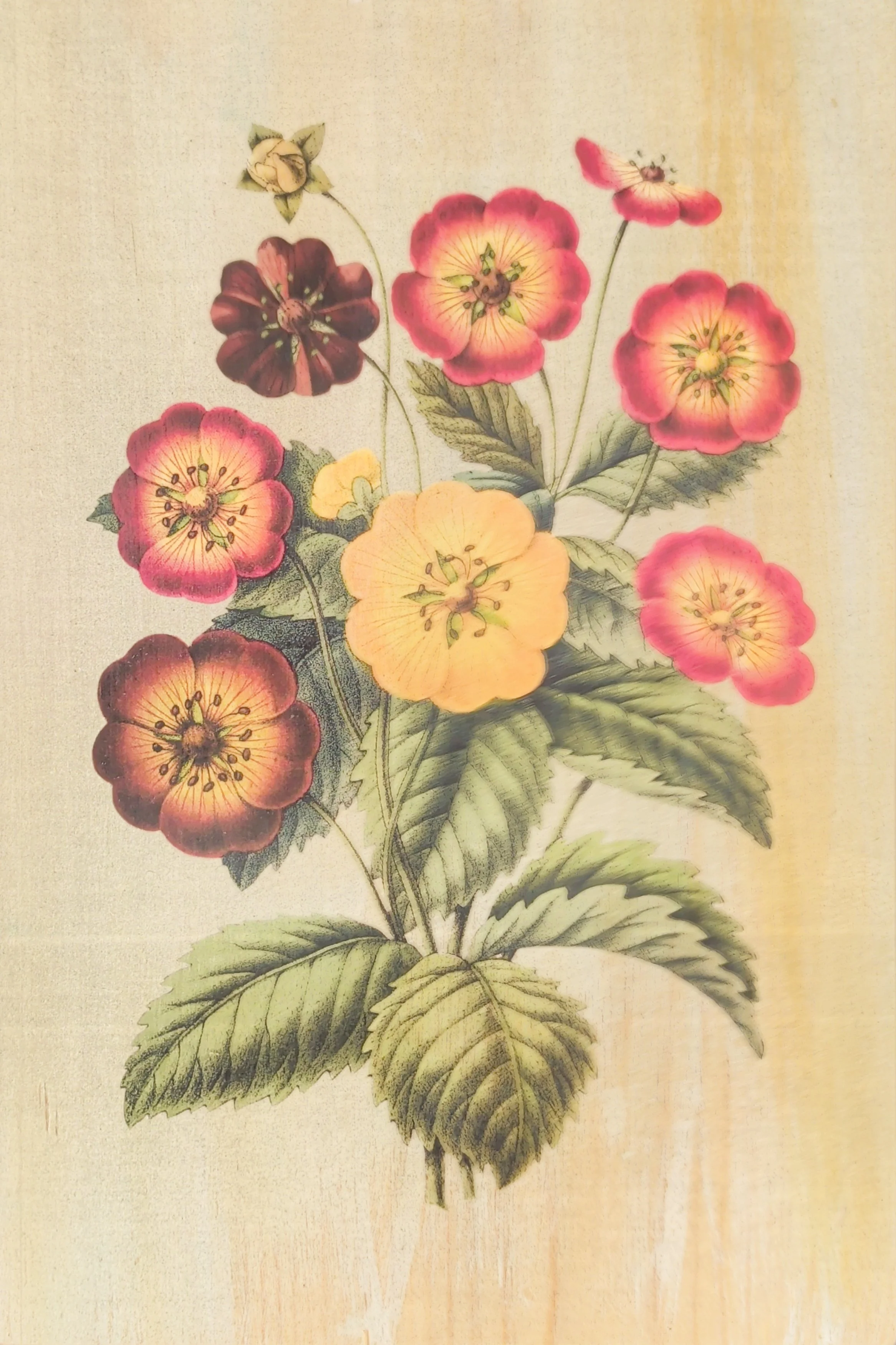 WILD ROSE STUDY