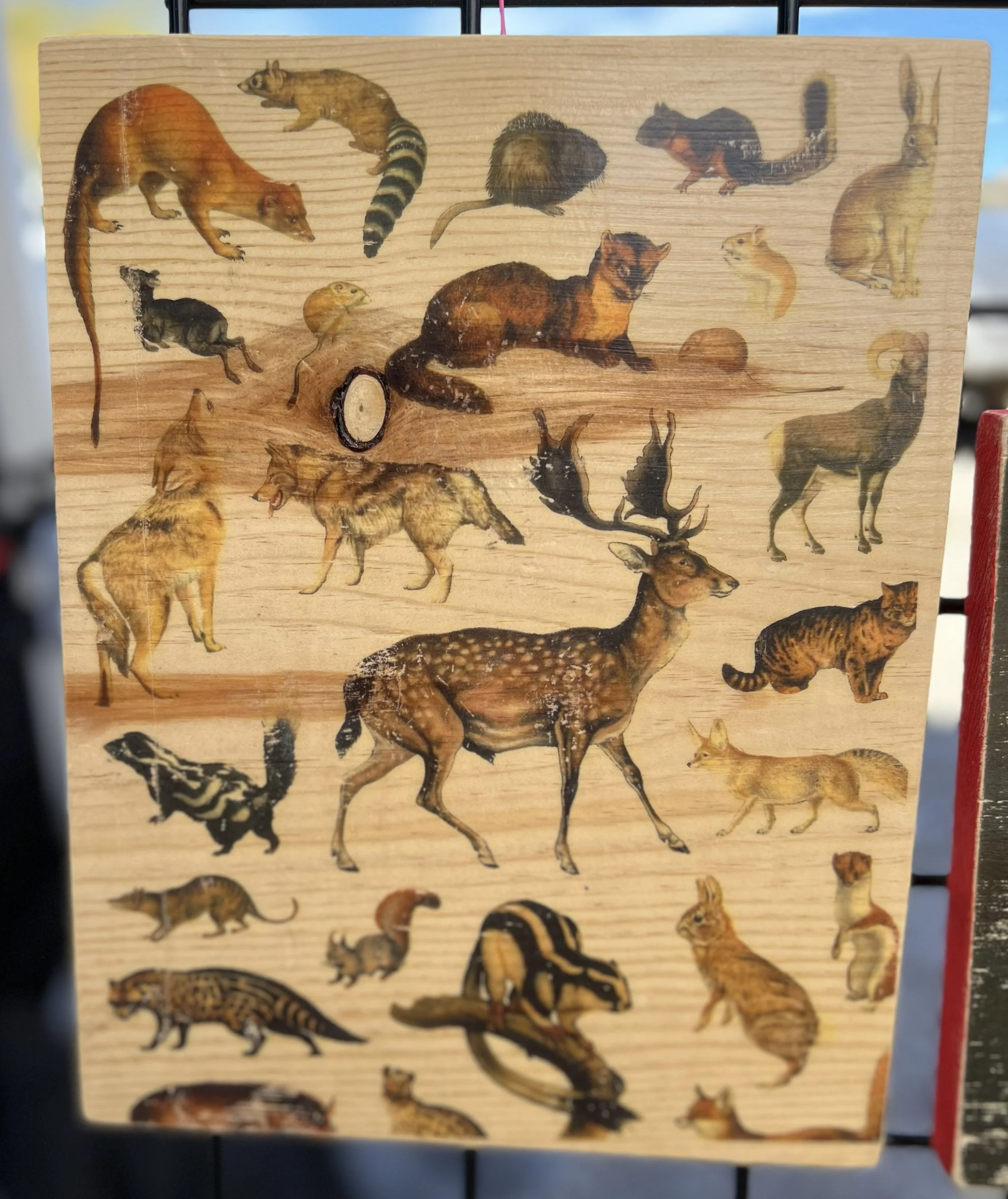 WILD KINGDOM